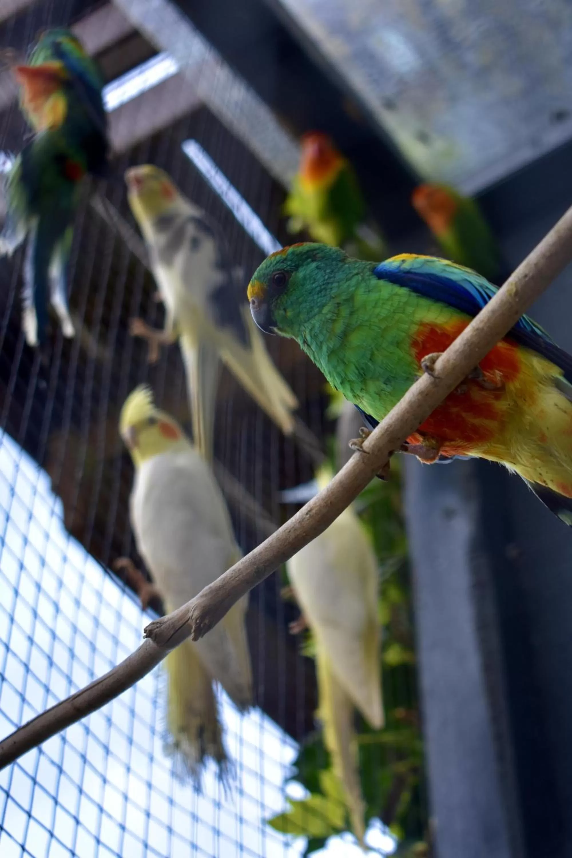 Animals, Other Animals in BenB de Walvis