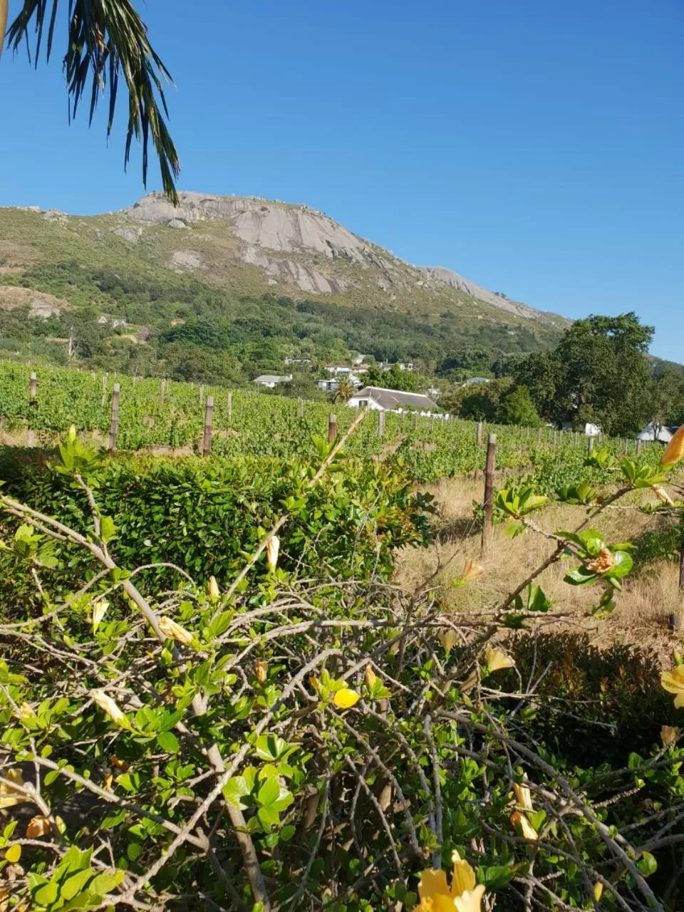 De Wingerd Wijnland Lodge