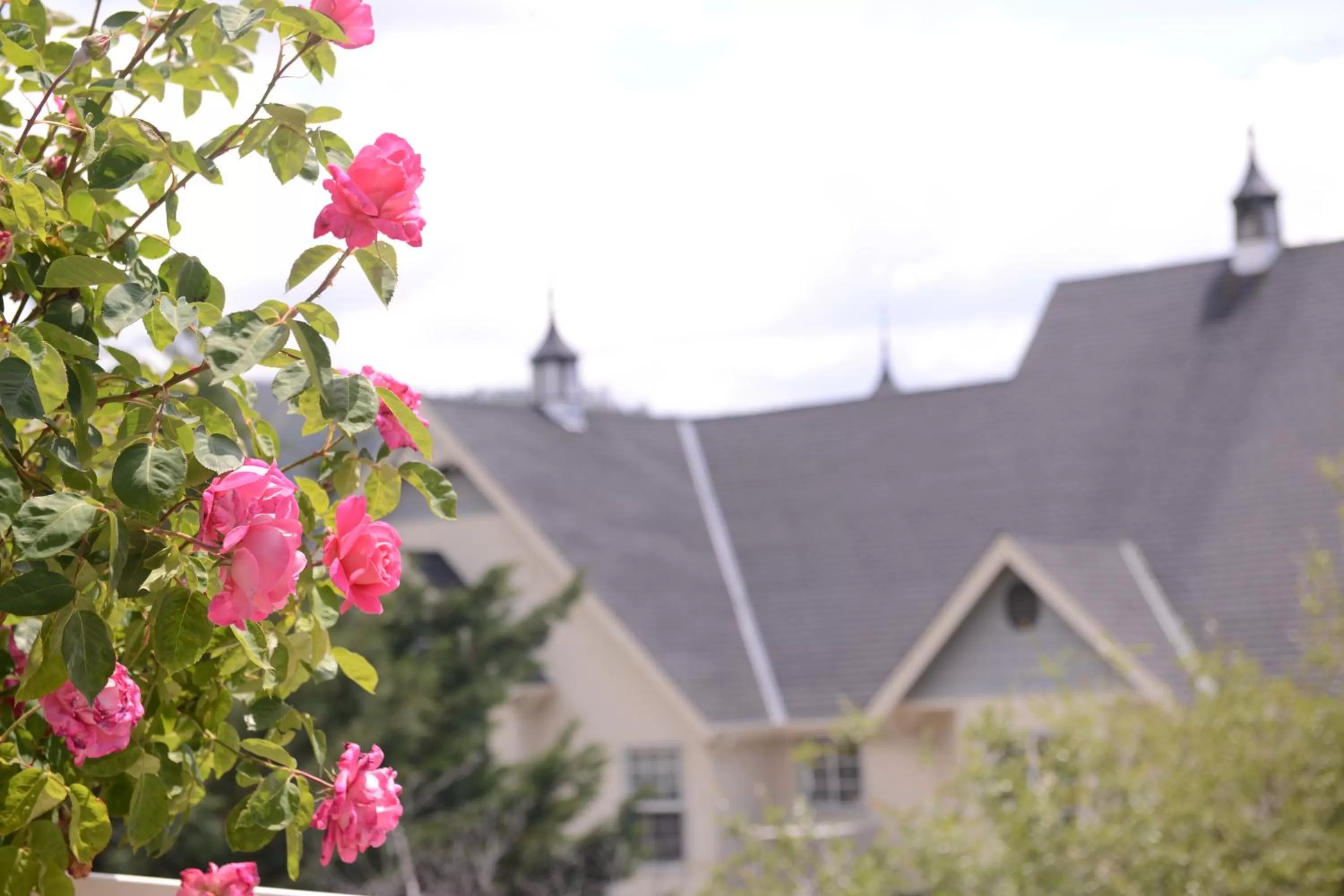 Property building in Hounds Tooth Inn