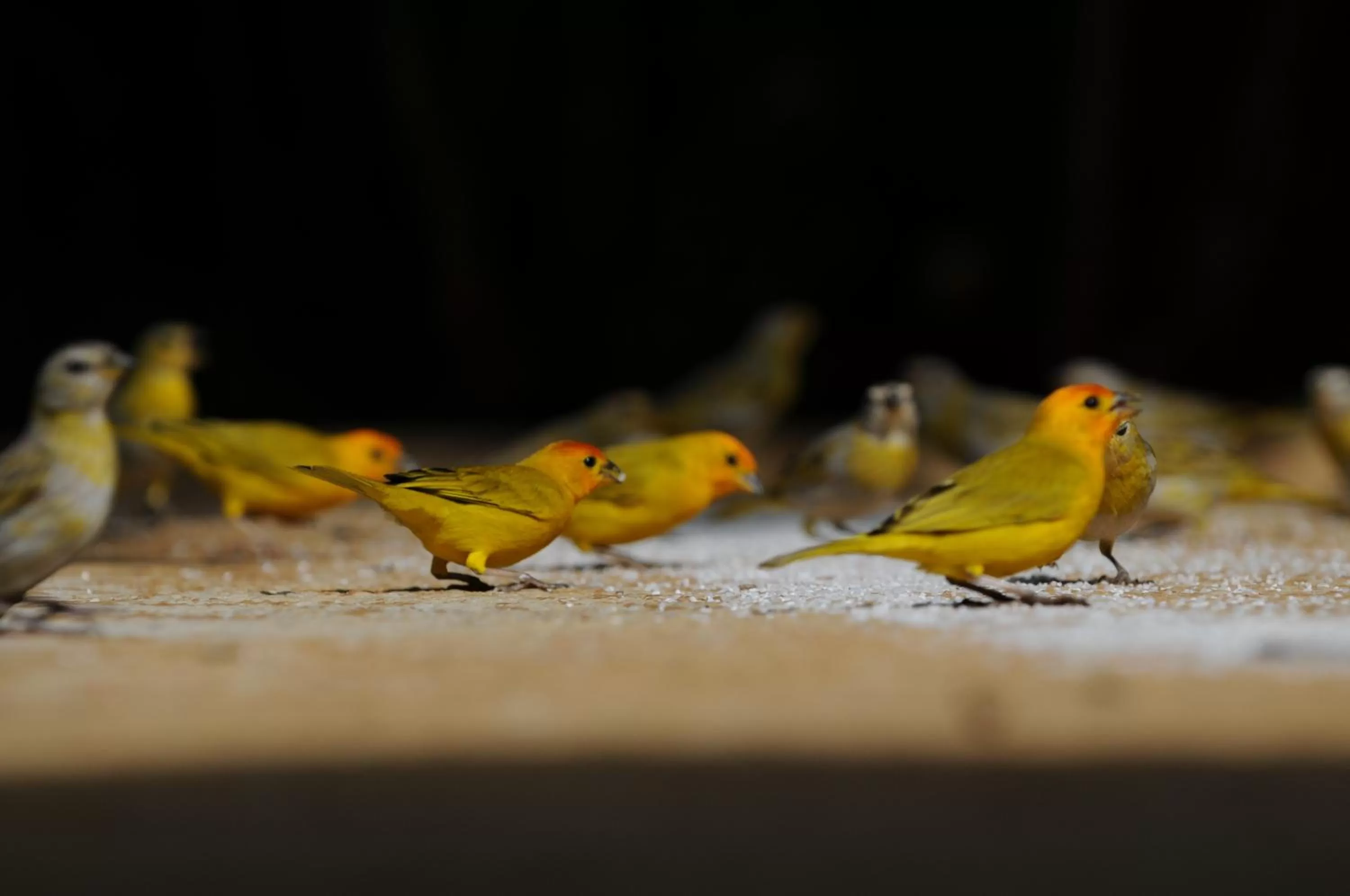 Animals in La Nube Posada