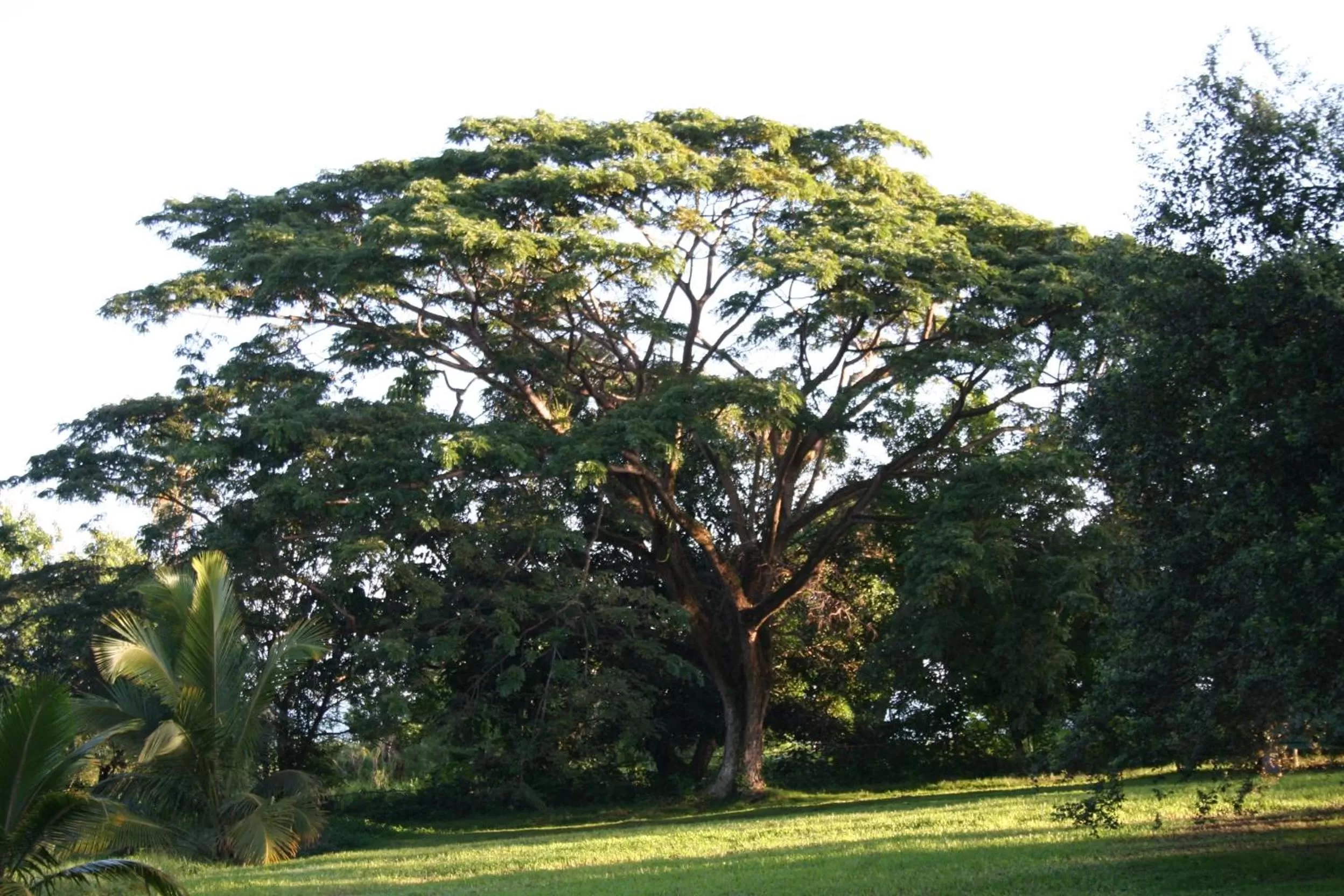 Garden in Habitation du Comté