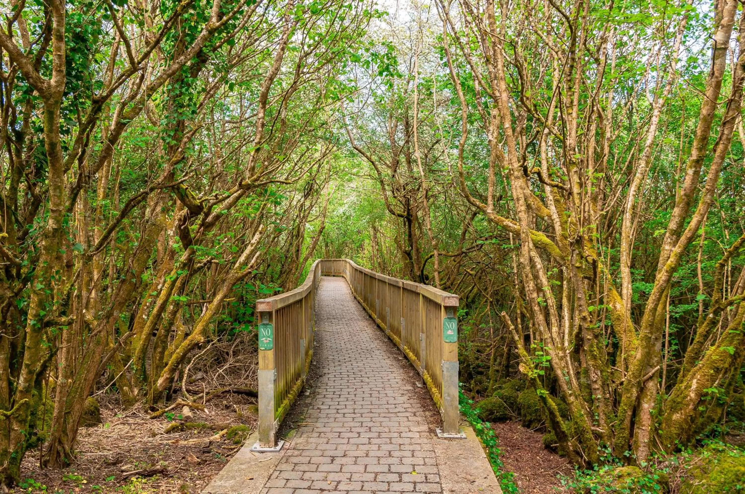 Natural landscape in Hotel Woodstock Ennis