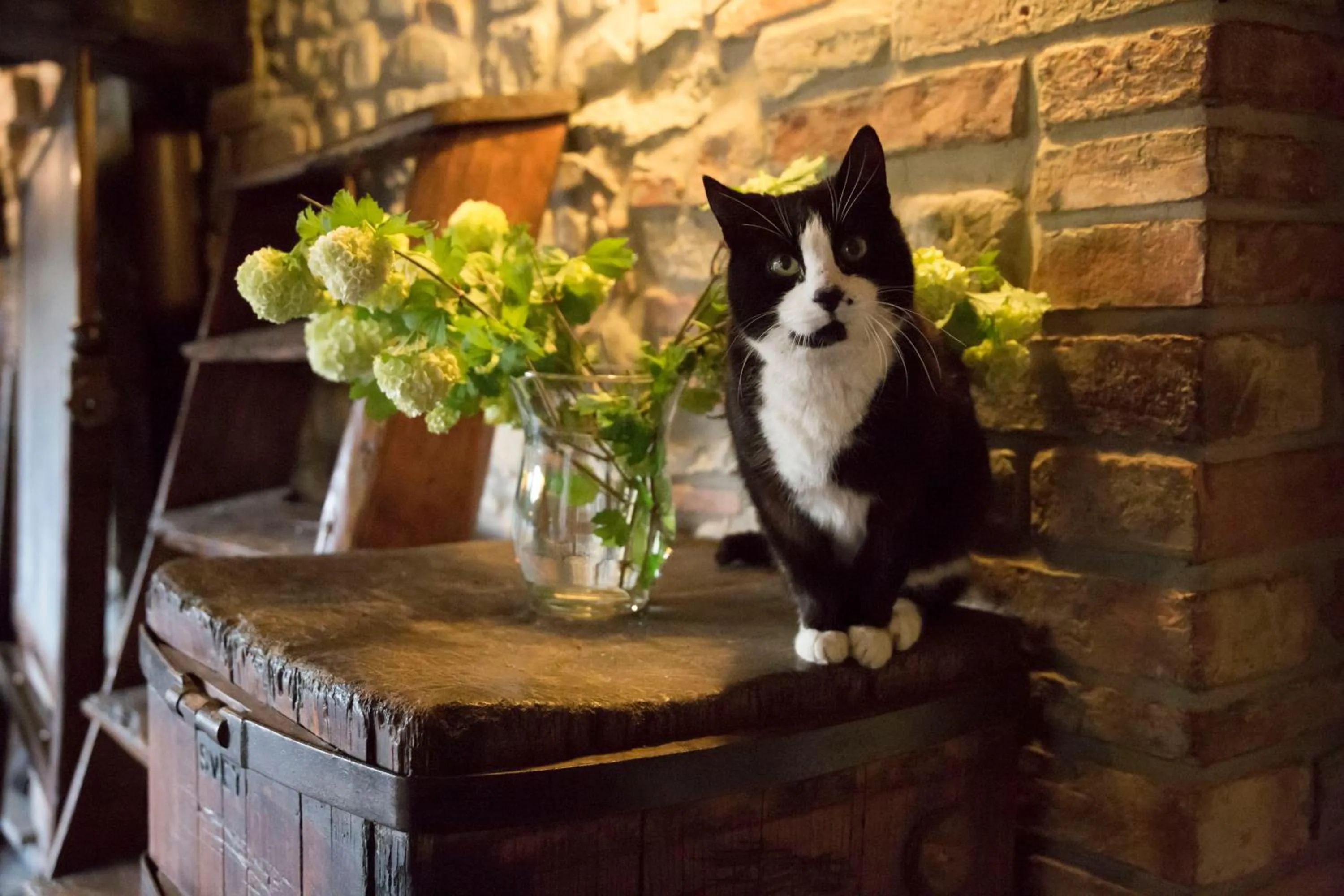 Pets in Borgo San Benedetto