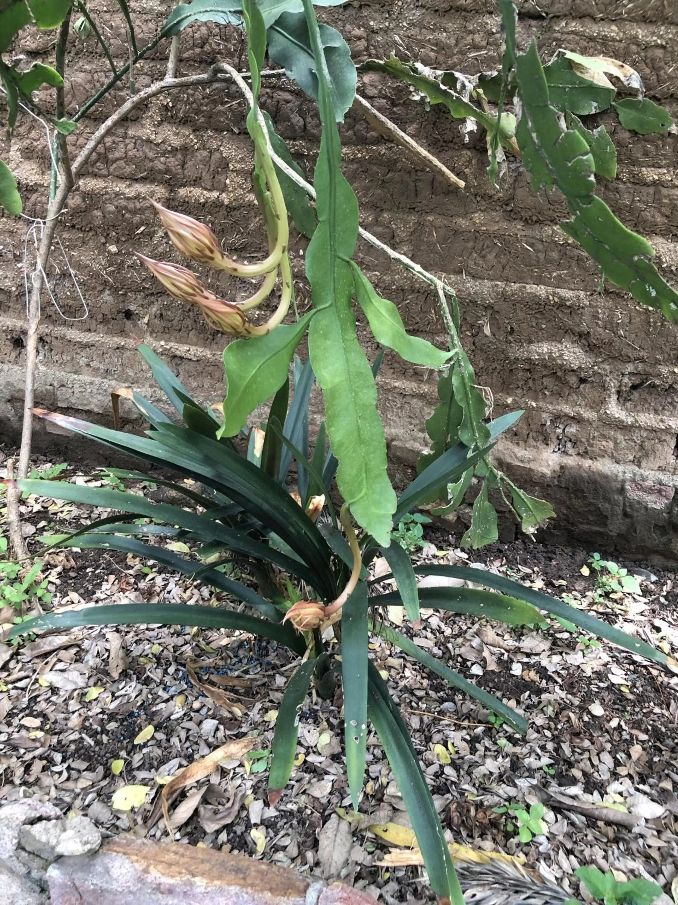 Garden in Casa del Retoño