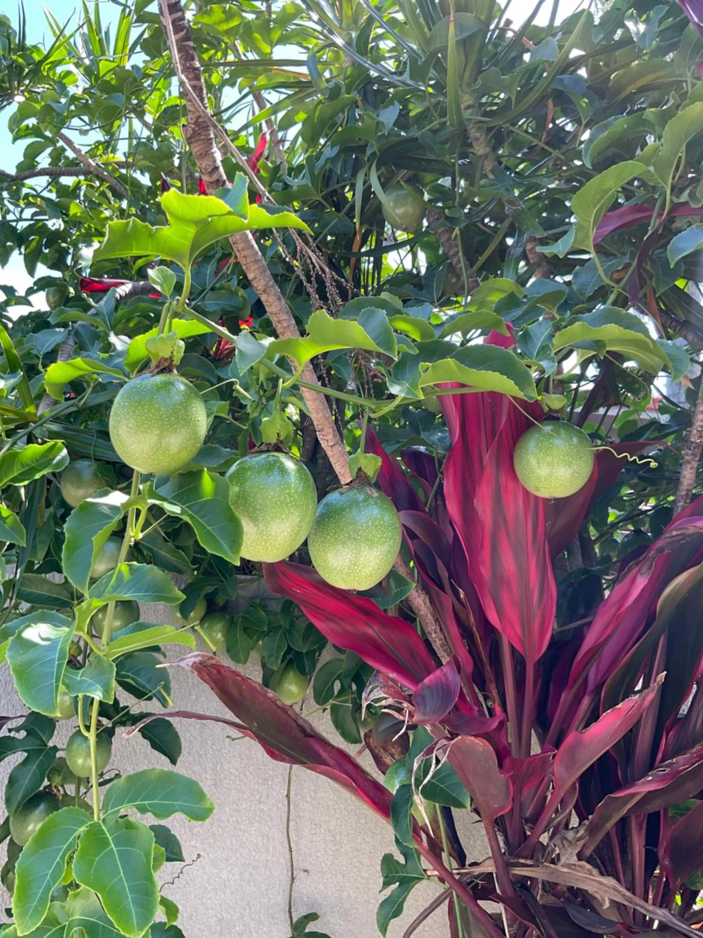 Private Suite Nautilus Beach Front Resort