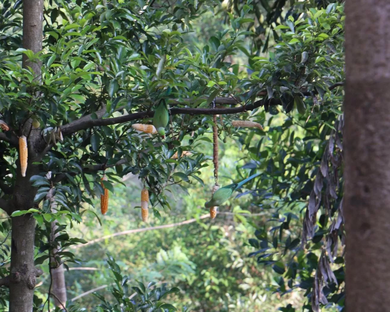 Kandy Rivers Edge Nature Resort