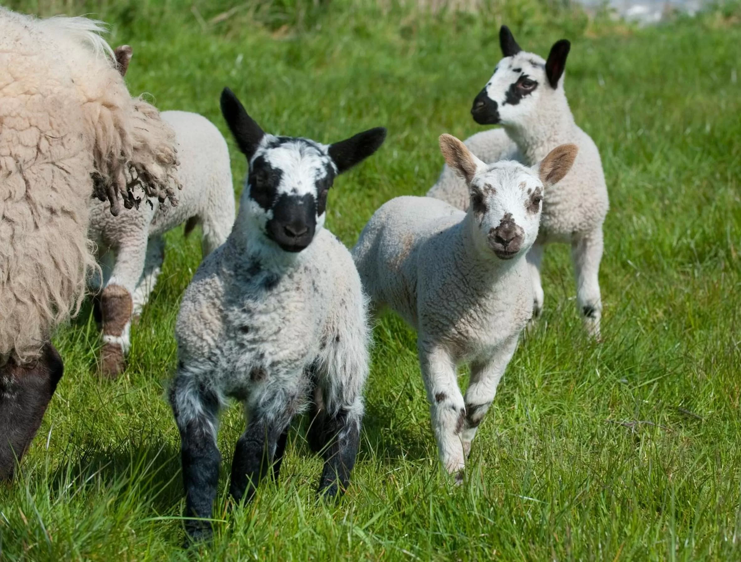 Animals, Other Animals in Broome Park Farm B&B