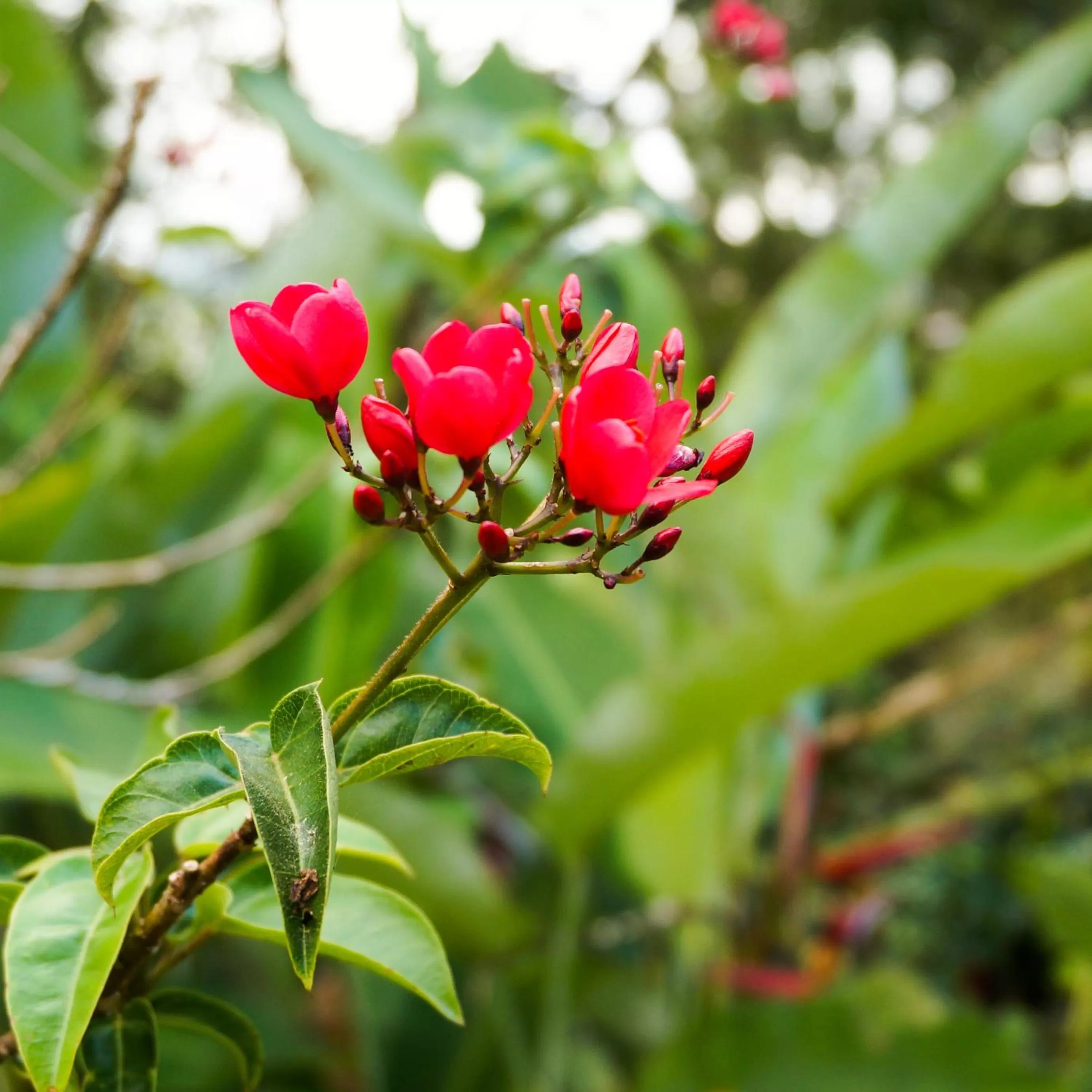 Garden in Hospedaje La Naciente