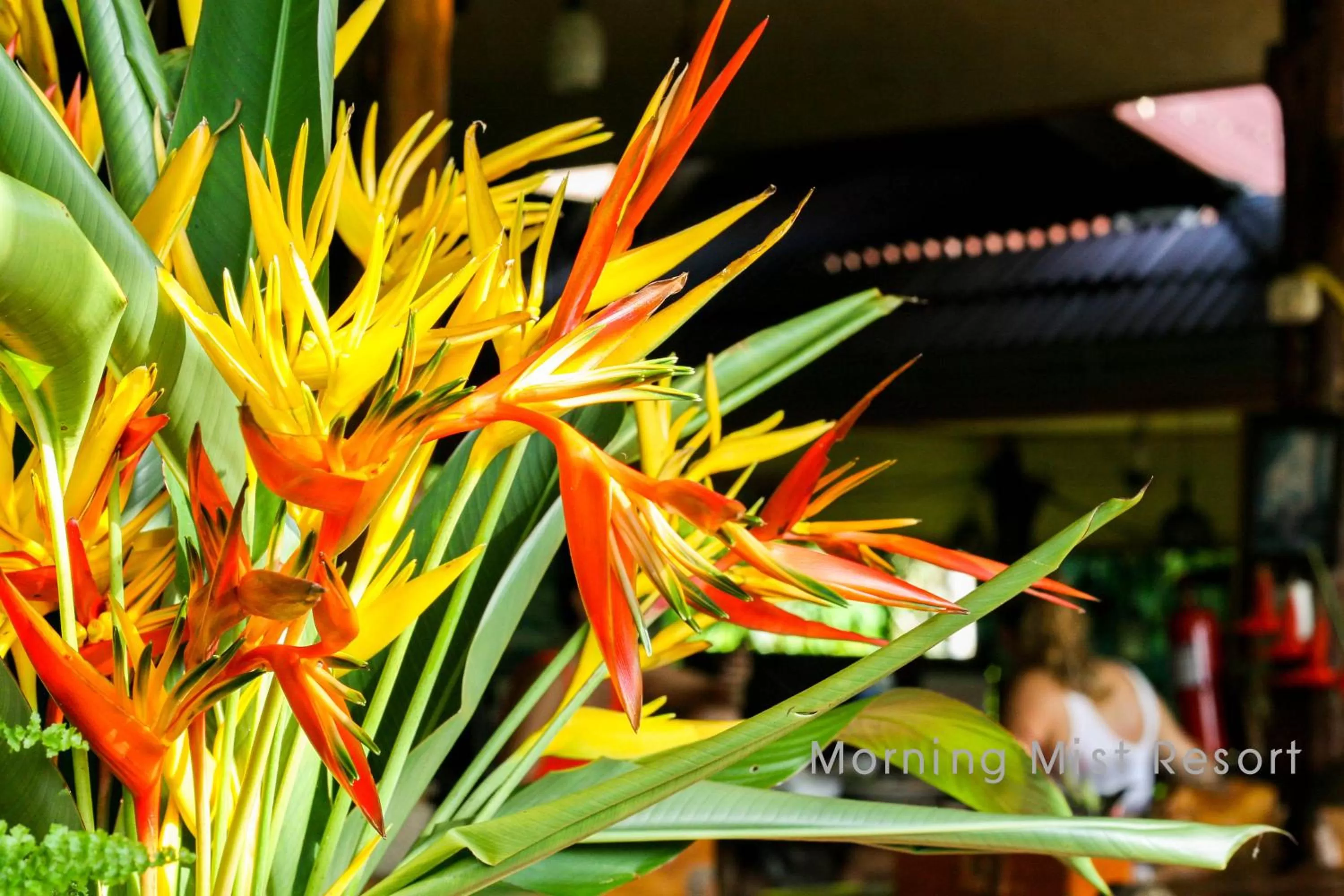 Restaurant/places to eat in Khao Sok Morning Mist Resort