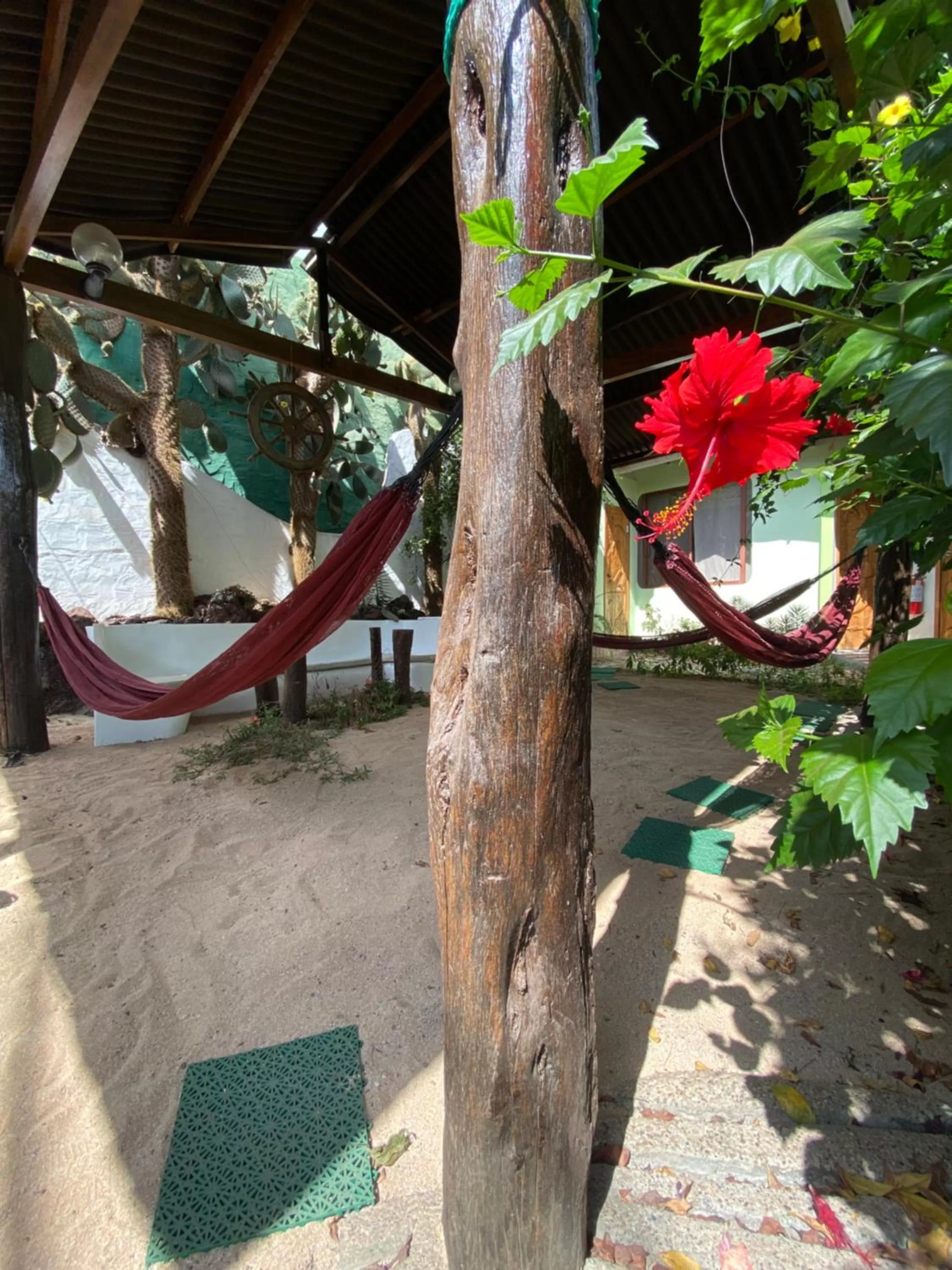Garden in Hostal Casa Edén