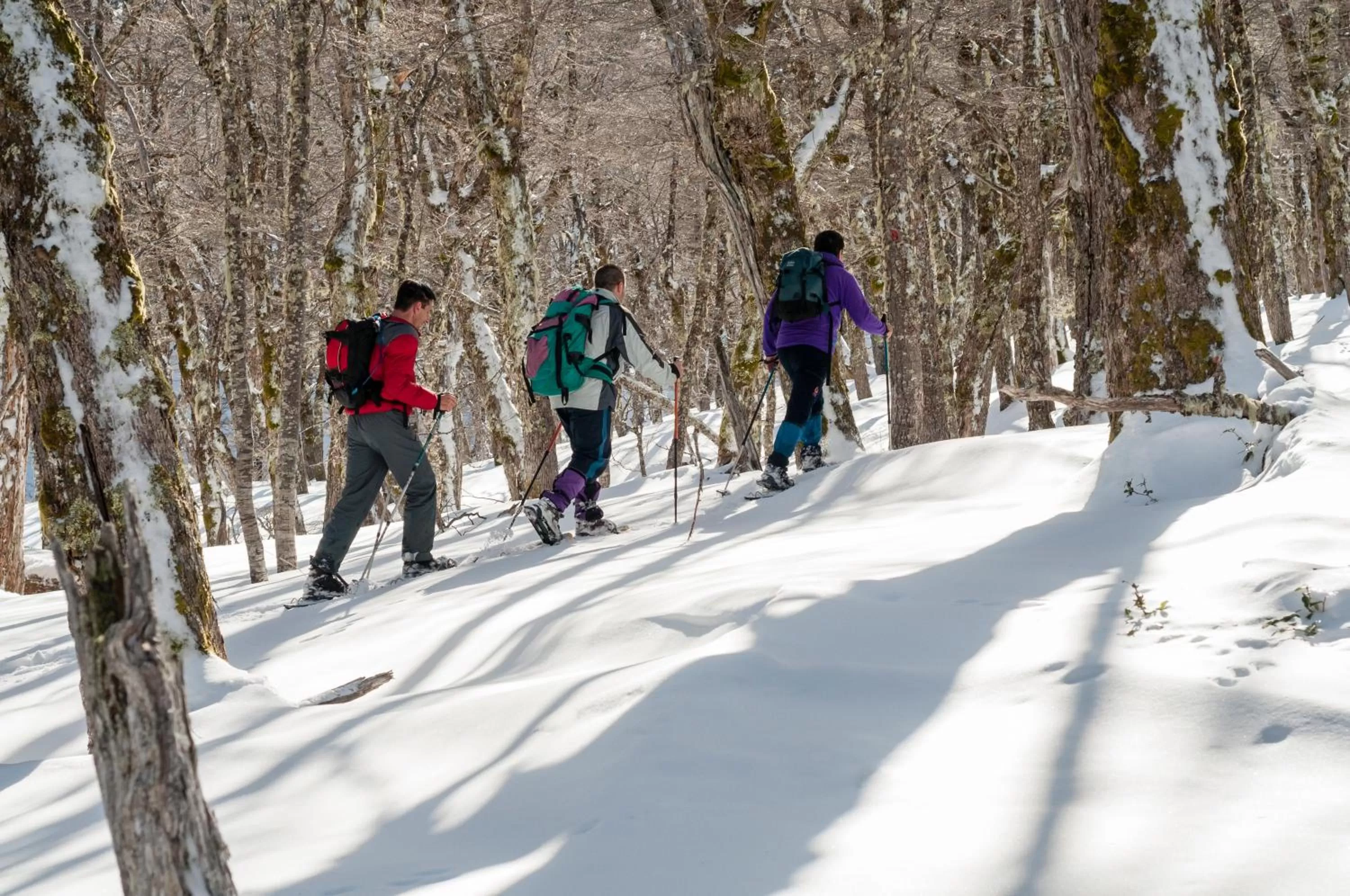Natural landscape in Correntoso Lake & River Hotel