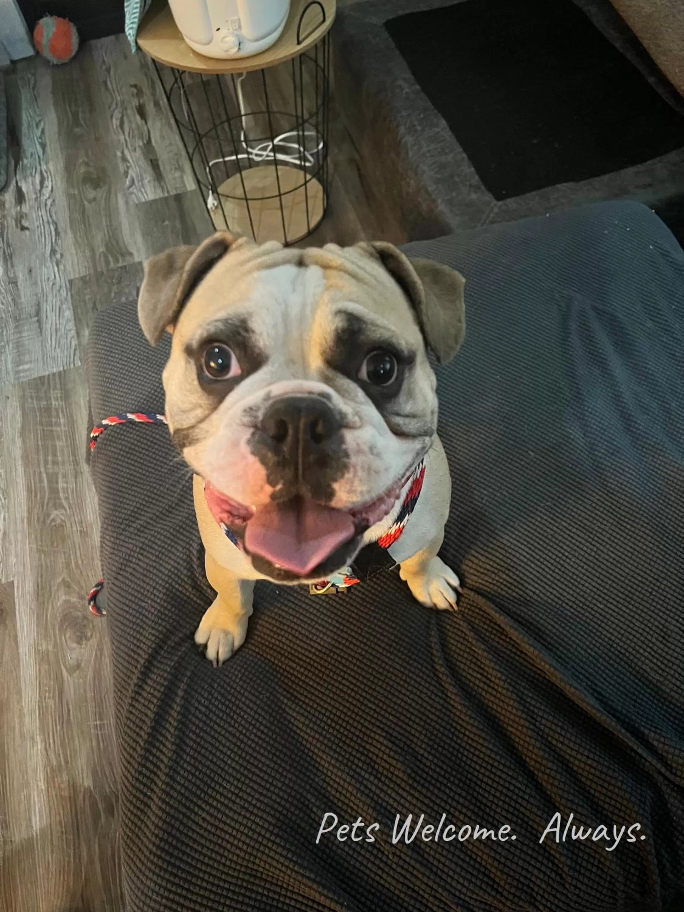 Pets in TJ Rancher - West Side Twin Falls