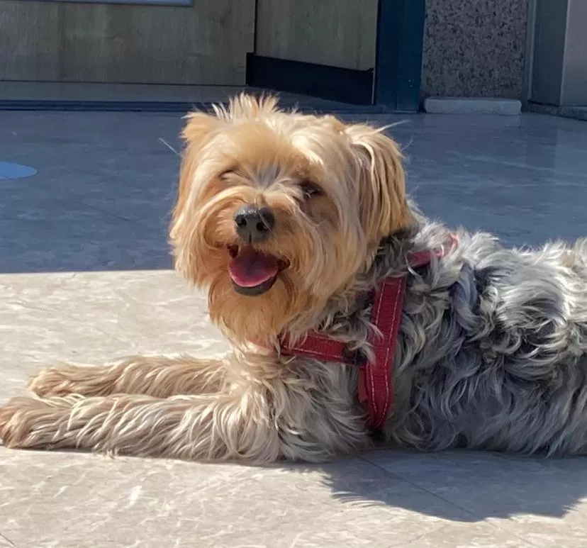 Pets in Sakran Hotel