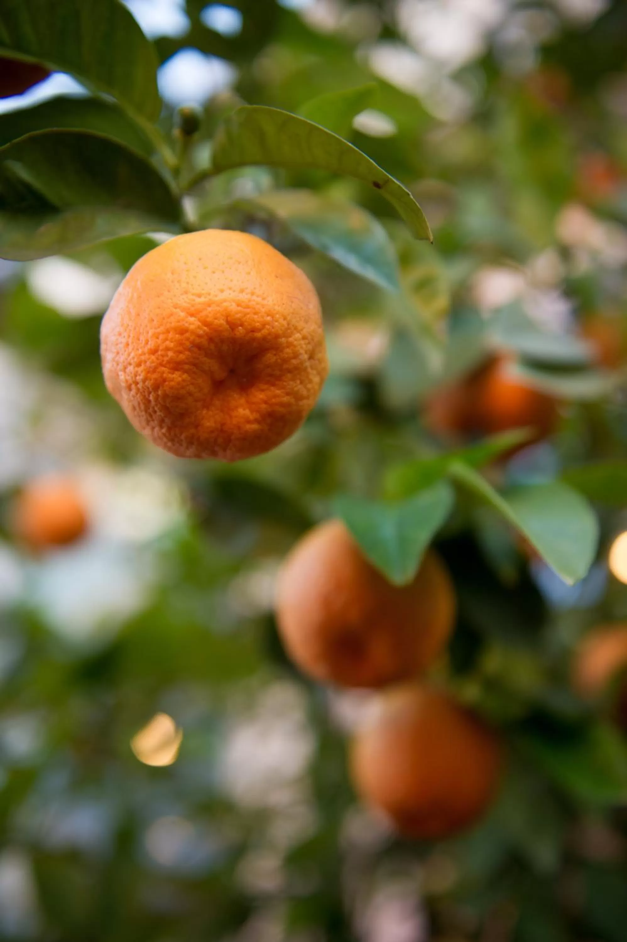 Garden in Hotel Degli Aranci
