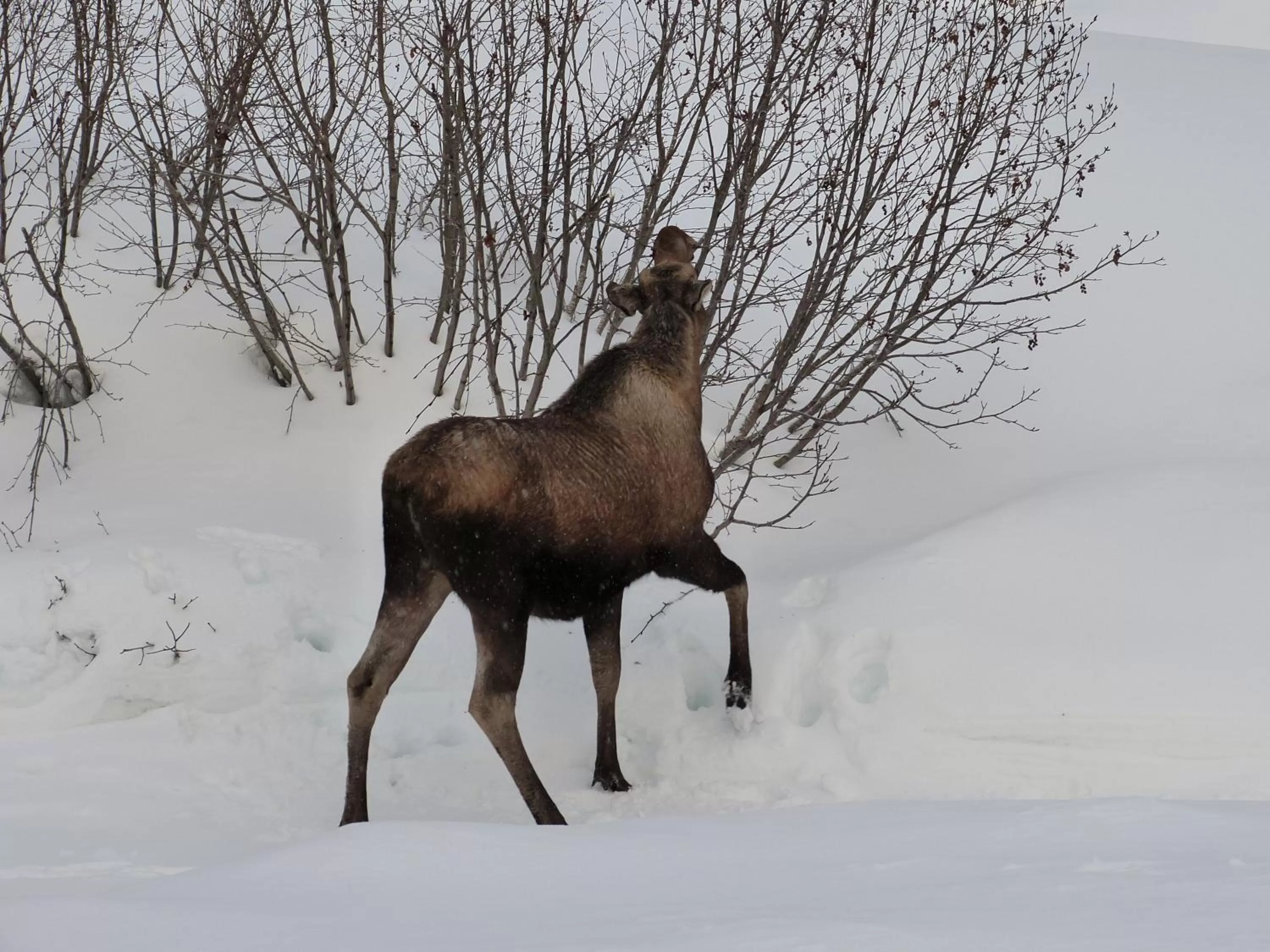 Day, Winter in Halcyon Heights B&B/Inn