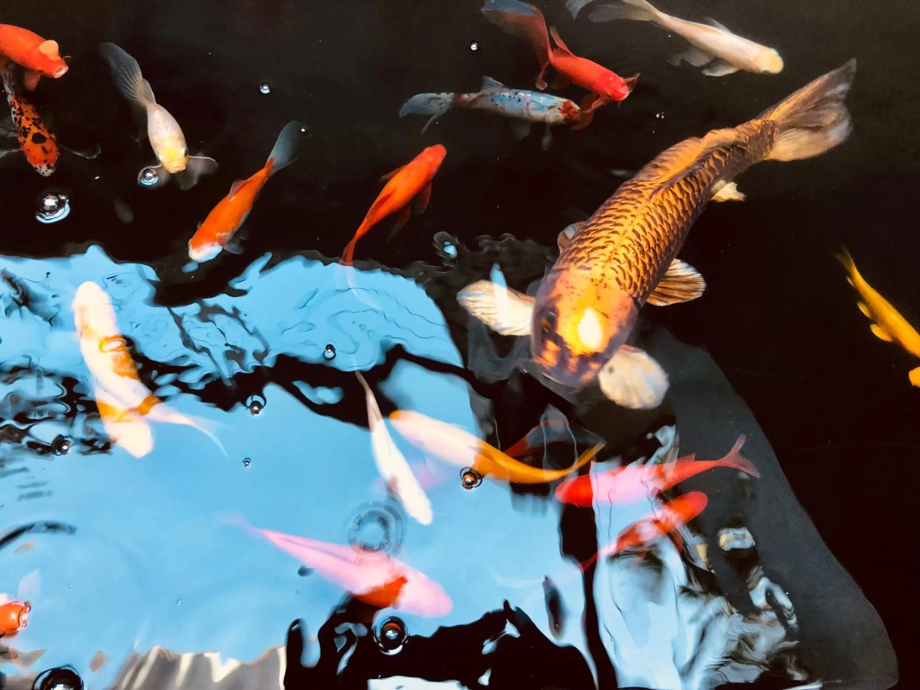 Animals in The One 8 Hotel in Green Point - Solar Power