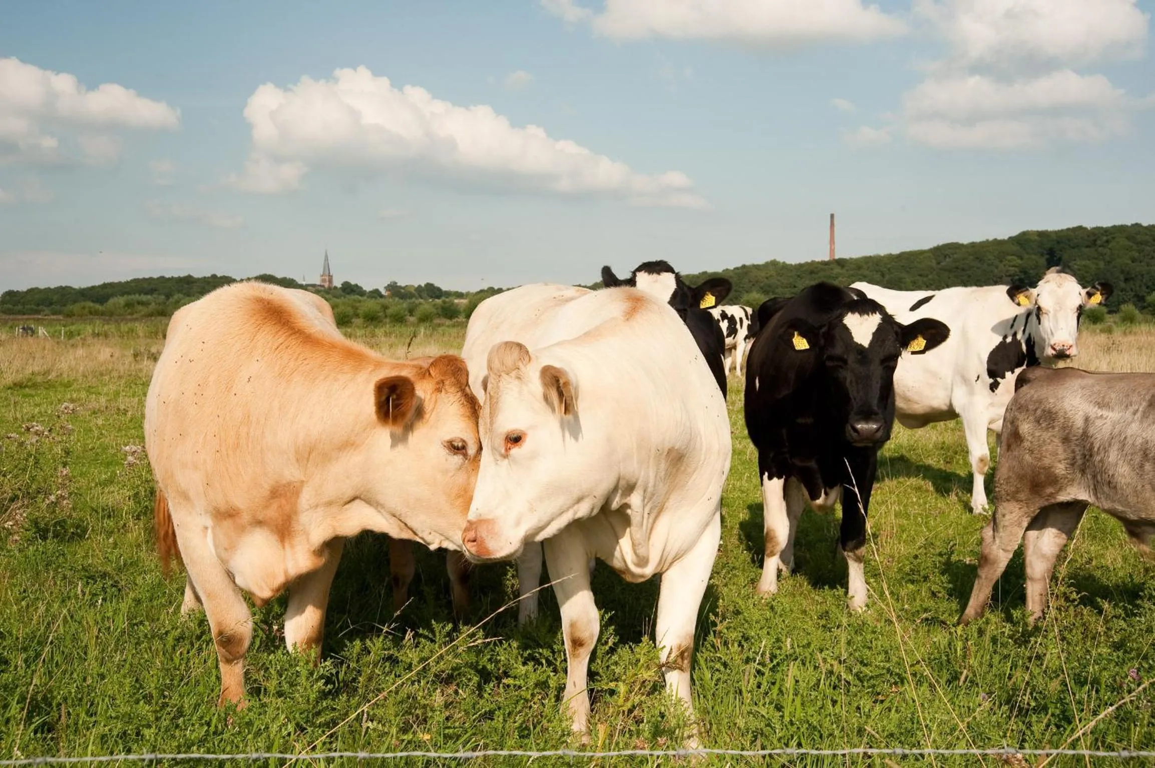Animals in Grenshotel de Jonckheer