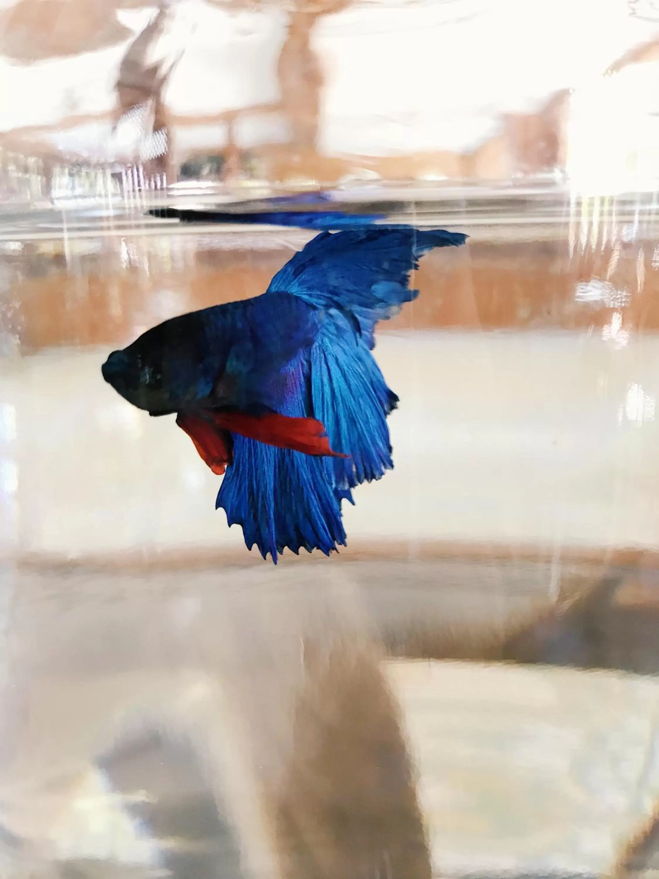 Animals in Baan U Sabai Boutique House-SHA Plus