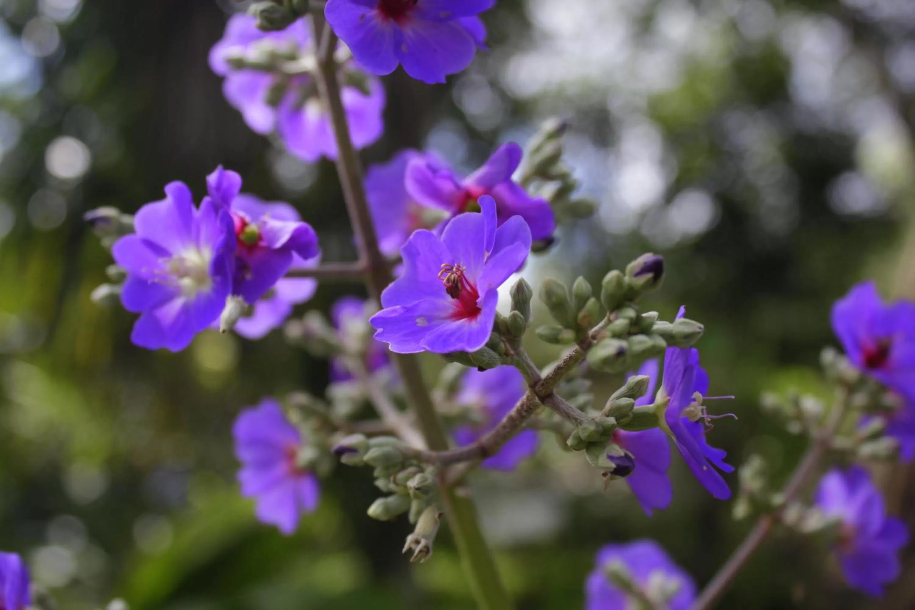 Garden in Loma Real Hot Springs Bed & Breakfast