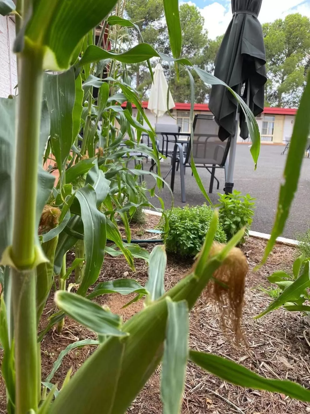 BBQ facilities in Apollo Motel Parkes