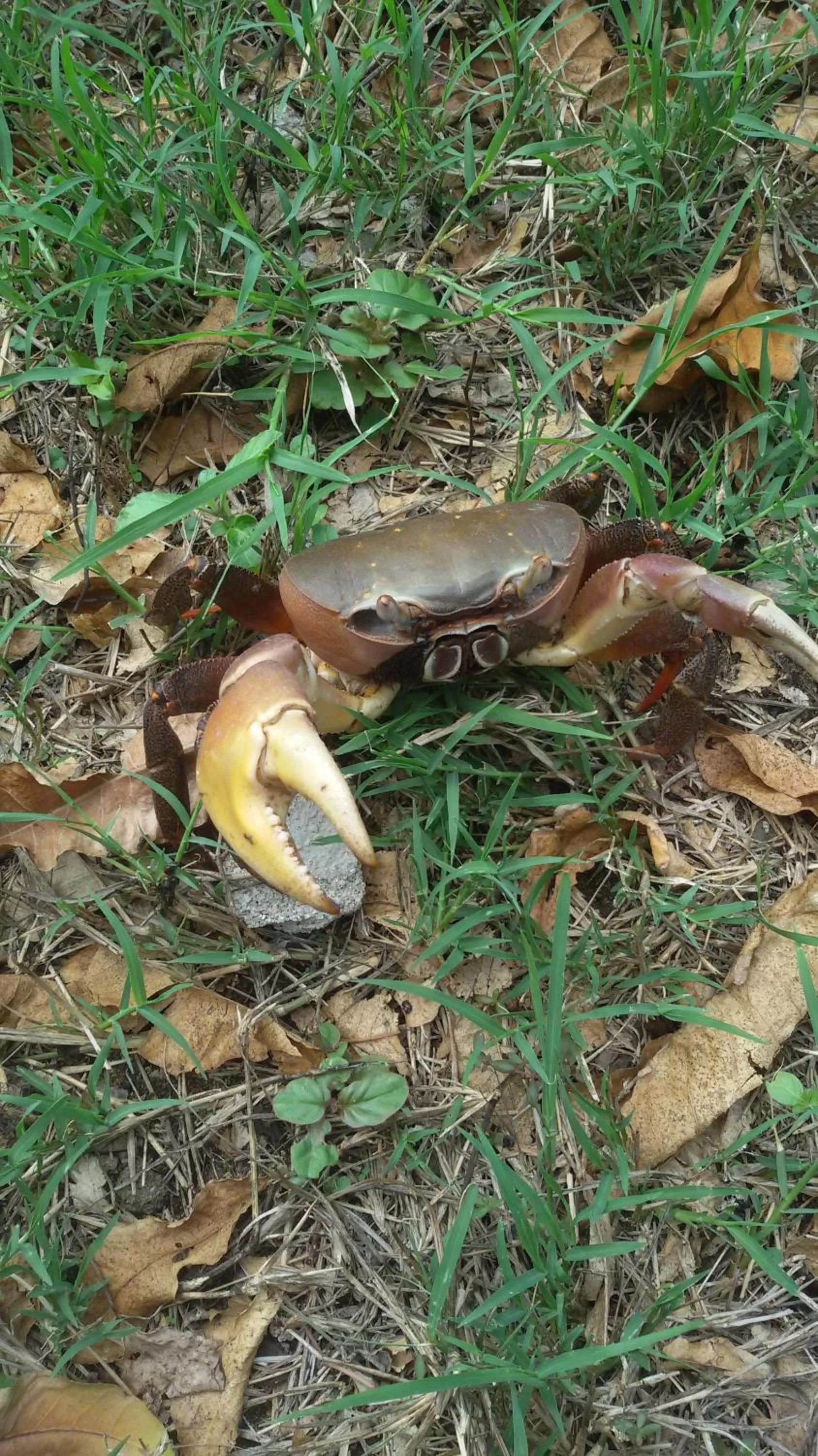 Beach in Bahari Pori Resort