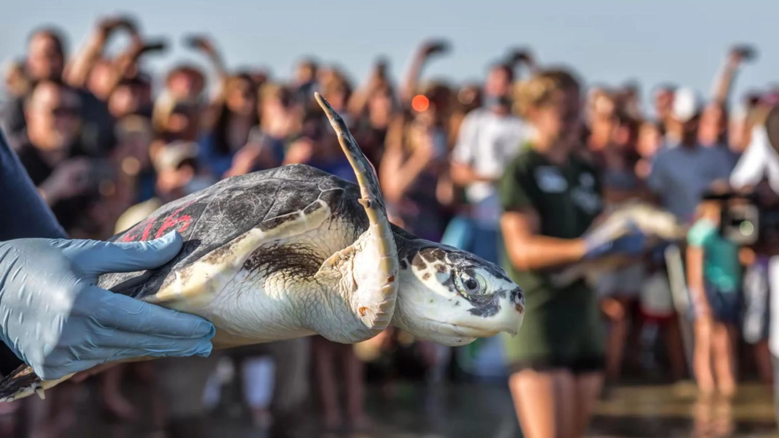 Area and facilities in Holiday Inn Resort Jekyll Island by IHG