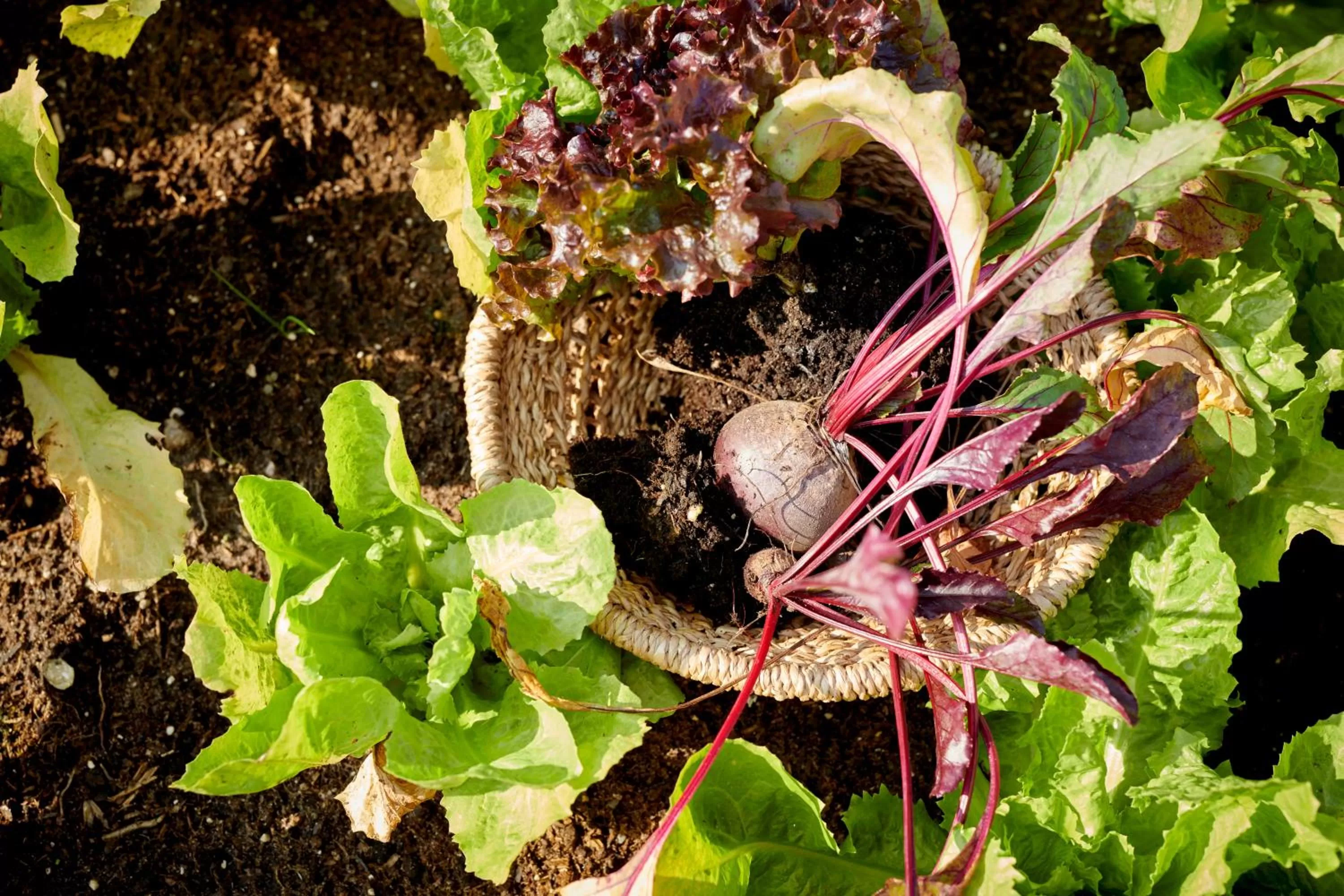 Spring in Hotel Zonne