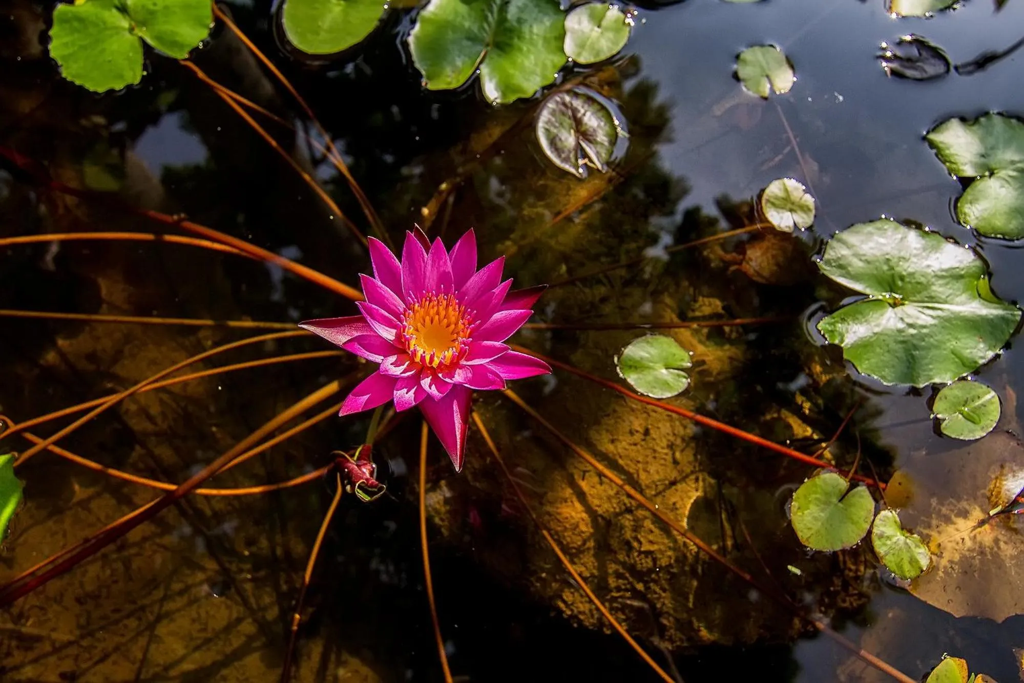 Day in The Elements Krabi Resort - SHA Plus