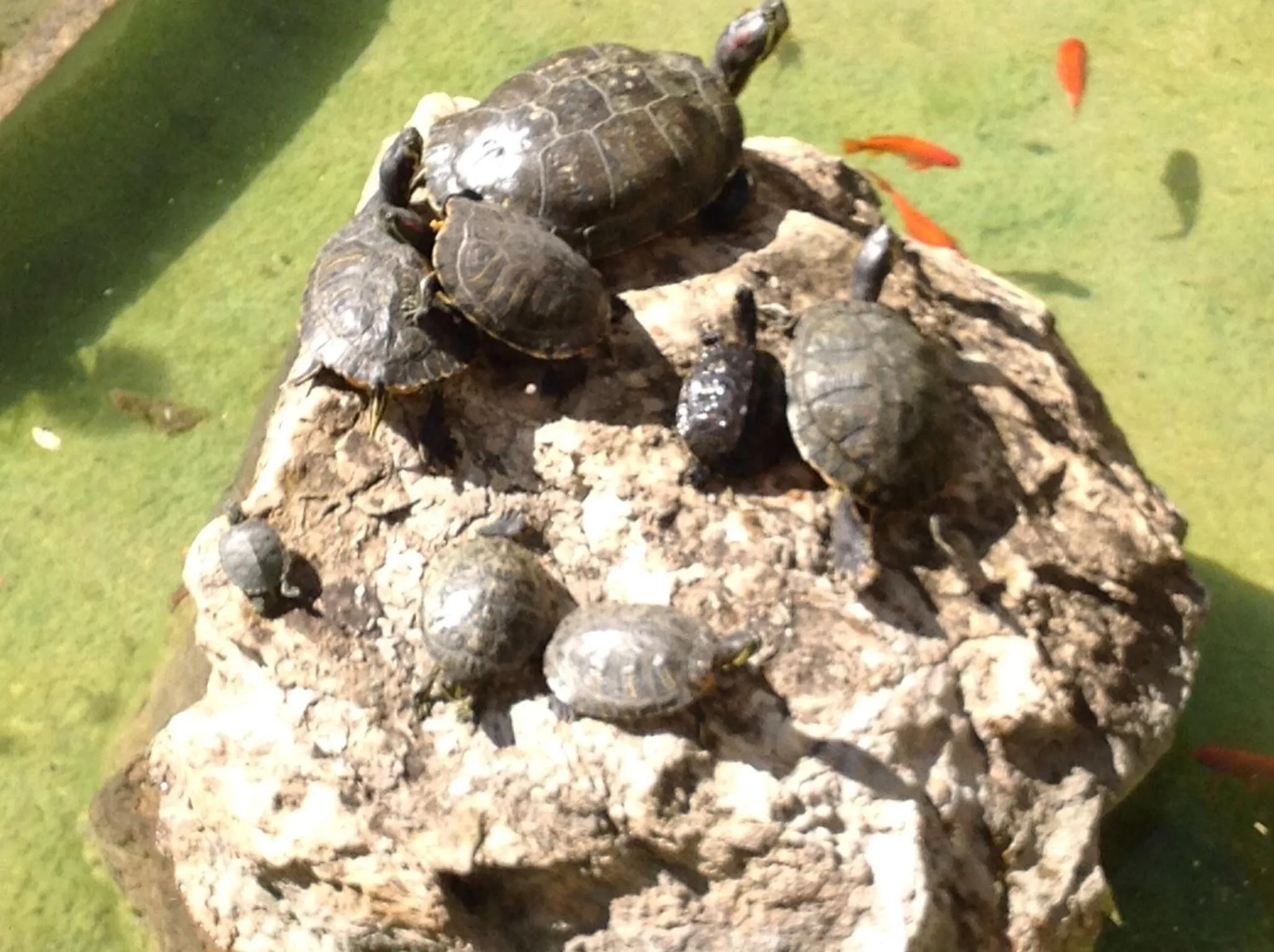 Garden in Hotel Alga