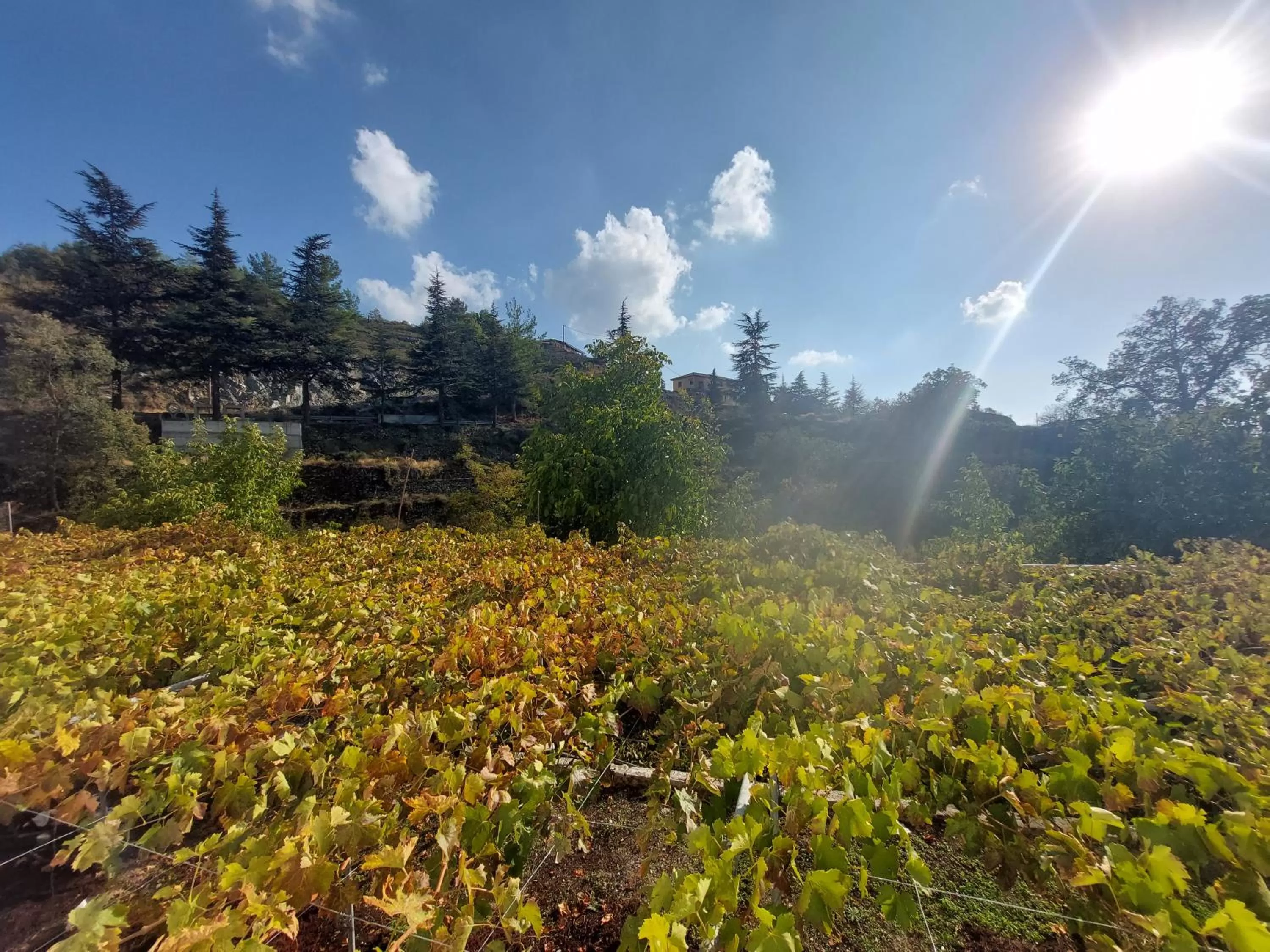 Agros Green Valley Suites