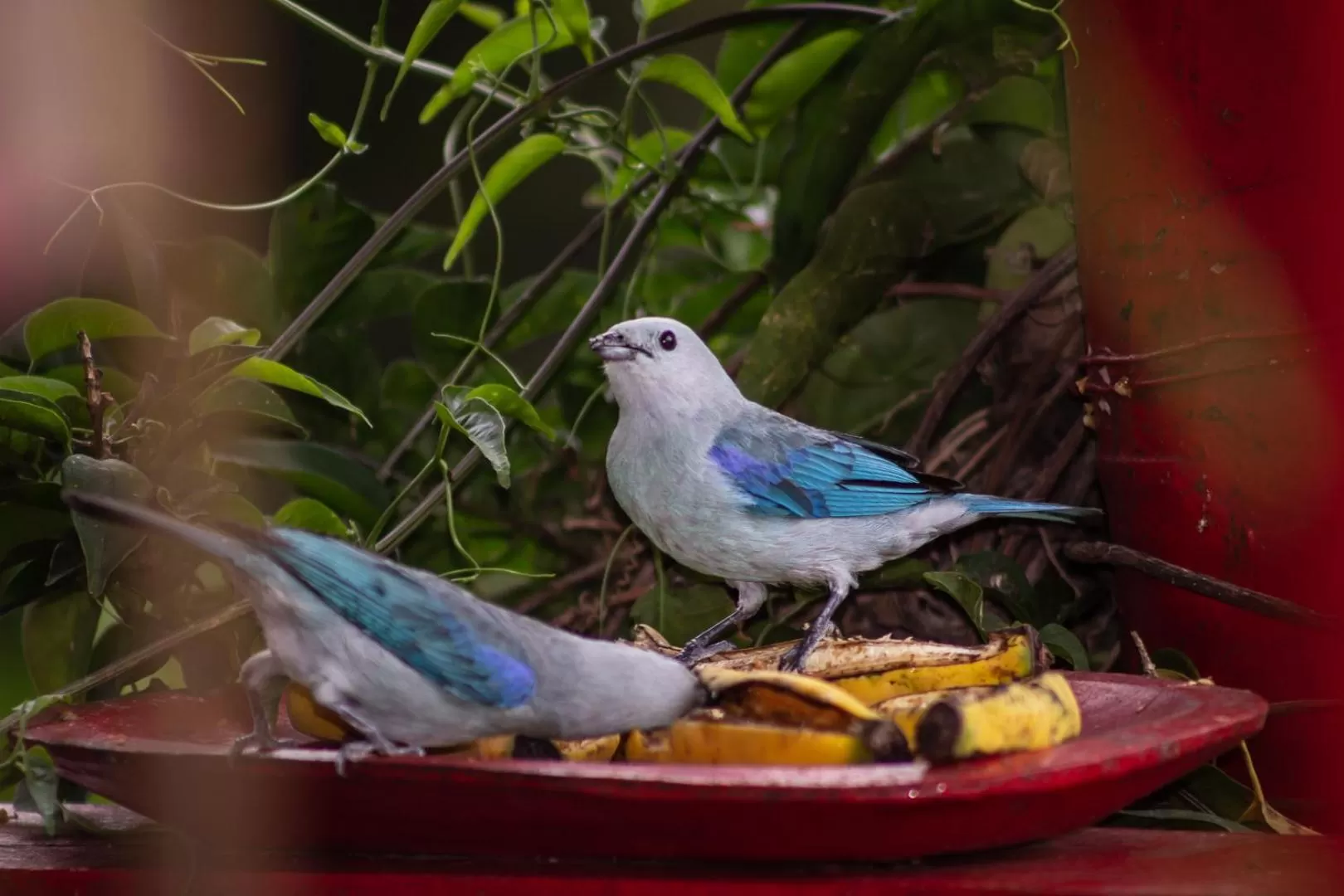 Activities in Hacienda Venecia Coffee Farm Hotel