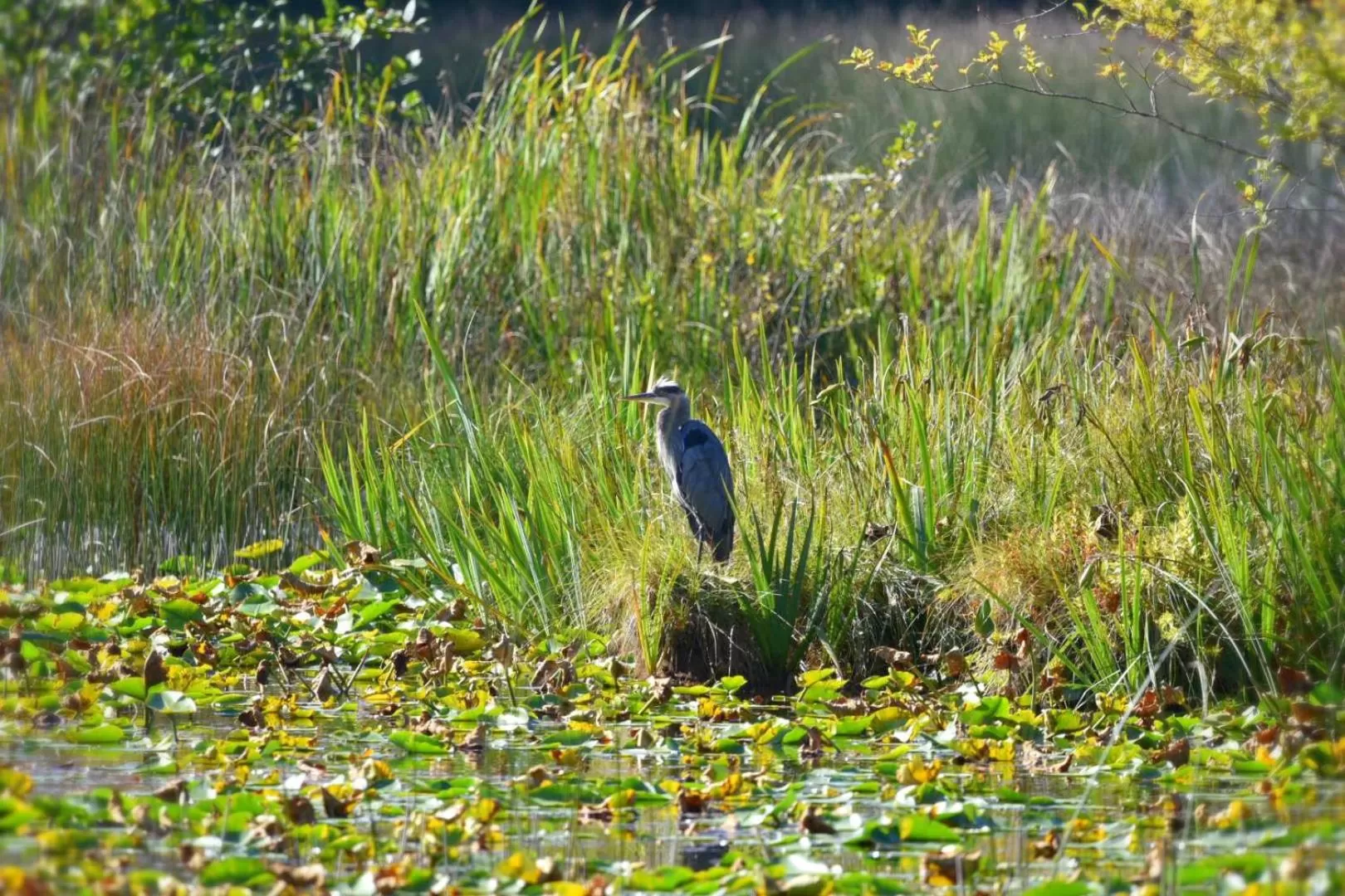Animals in Otter's Pond Bed and Breakfast