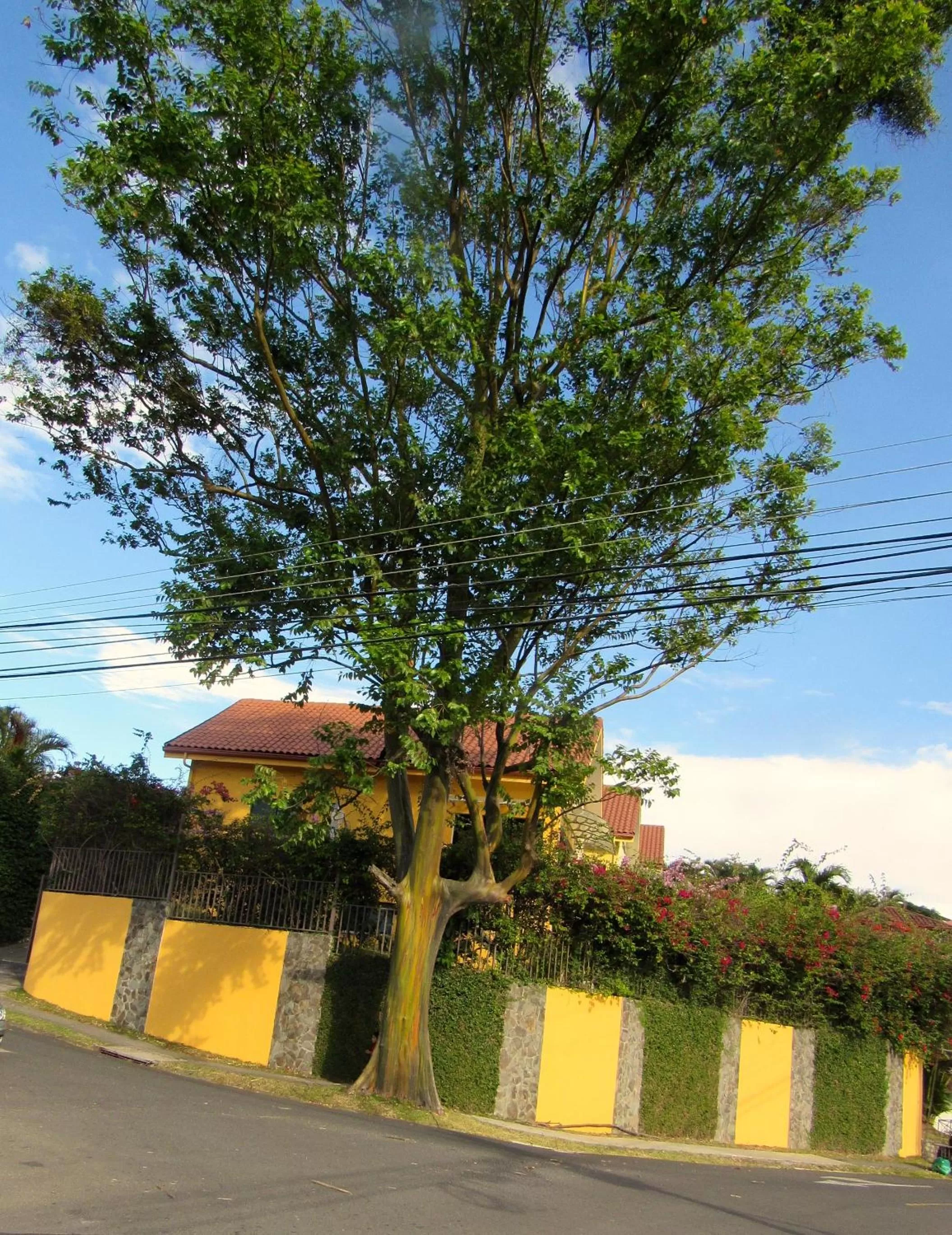 Neighbourhood in Cariari Bed & Breakfast