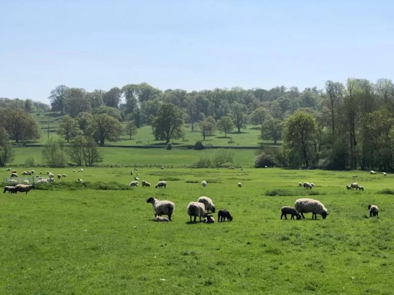 View (from property/room) in Clare Cottage