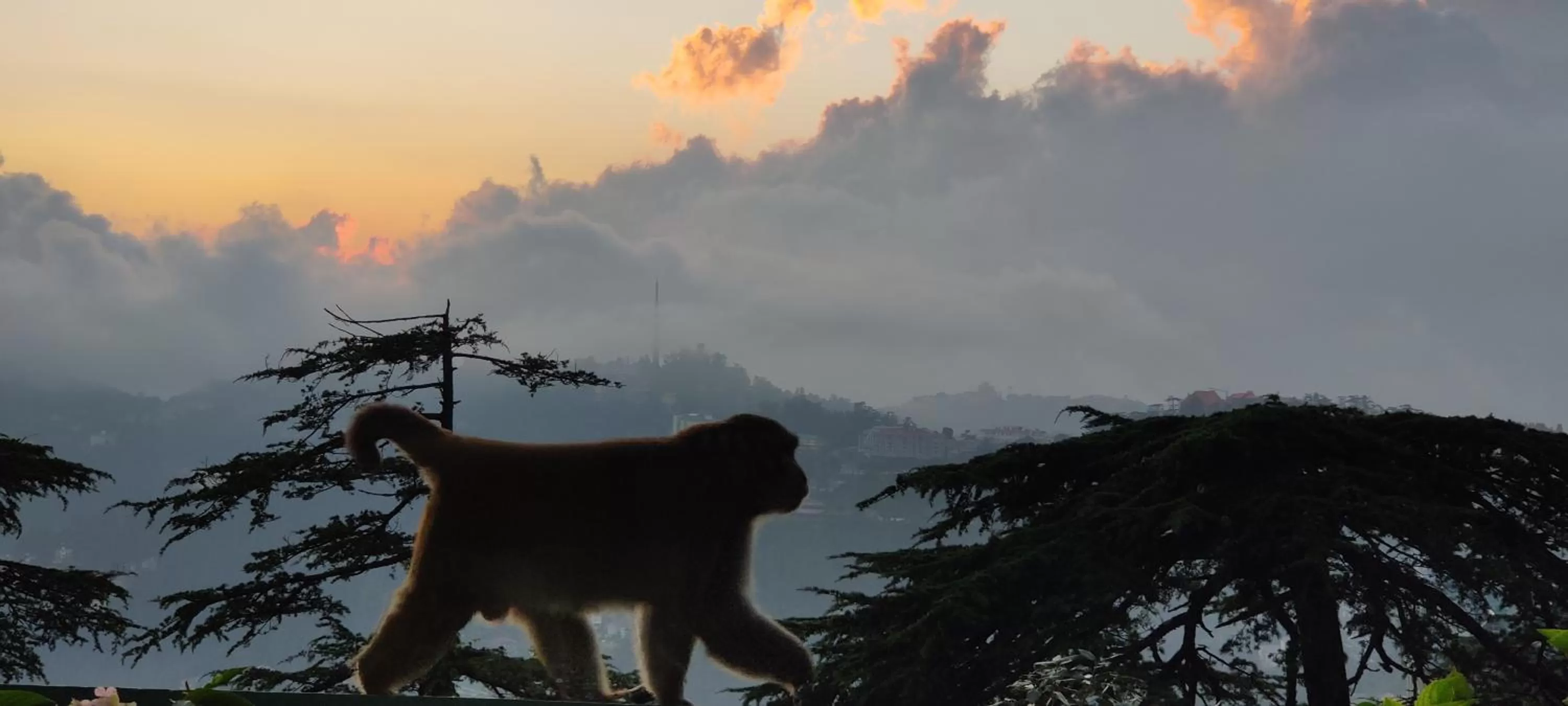 View (from property/room) in Honeymoon Inn Shimla