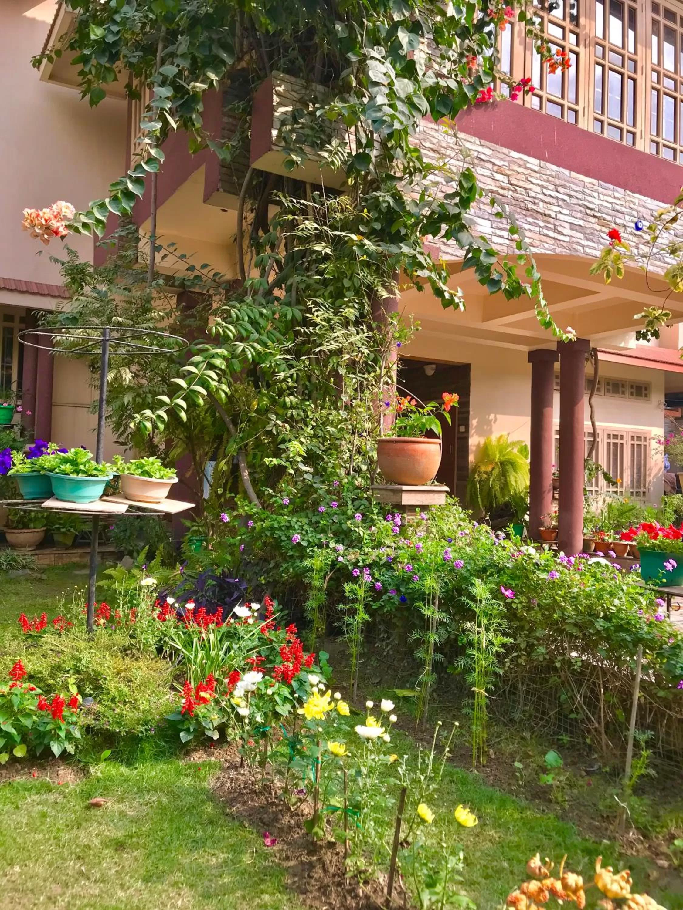 Garden in Bougainvillea