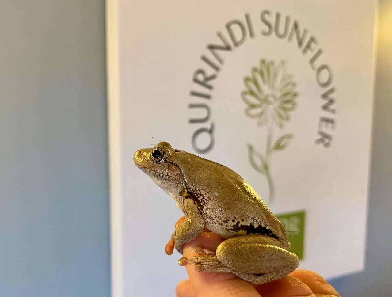 Property logo or sign in Quirindi Sunflower Motor Inn