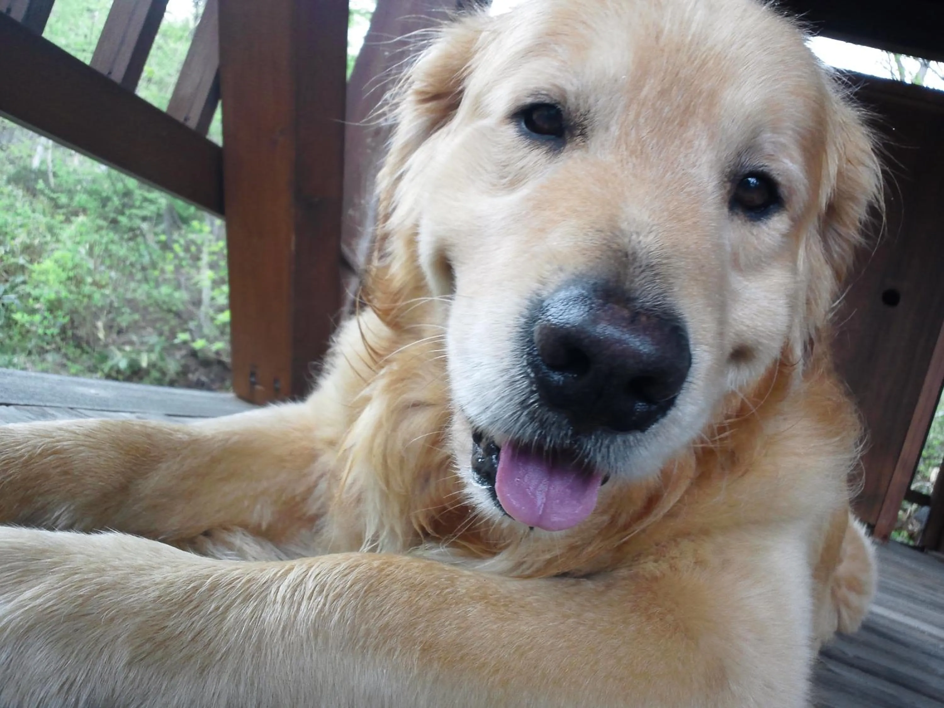 Animals in Shiga Lake Hotel