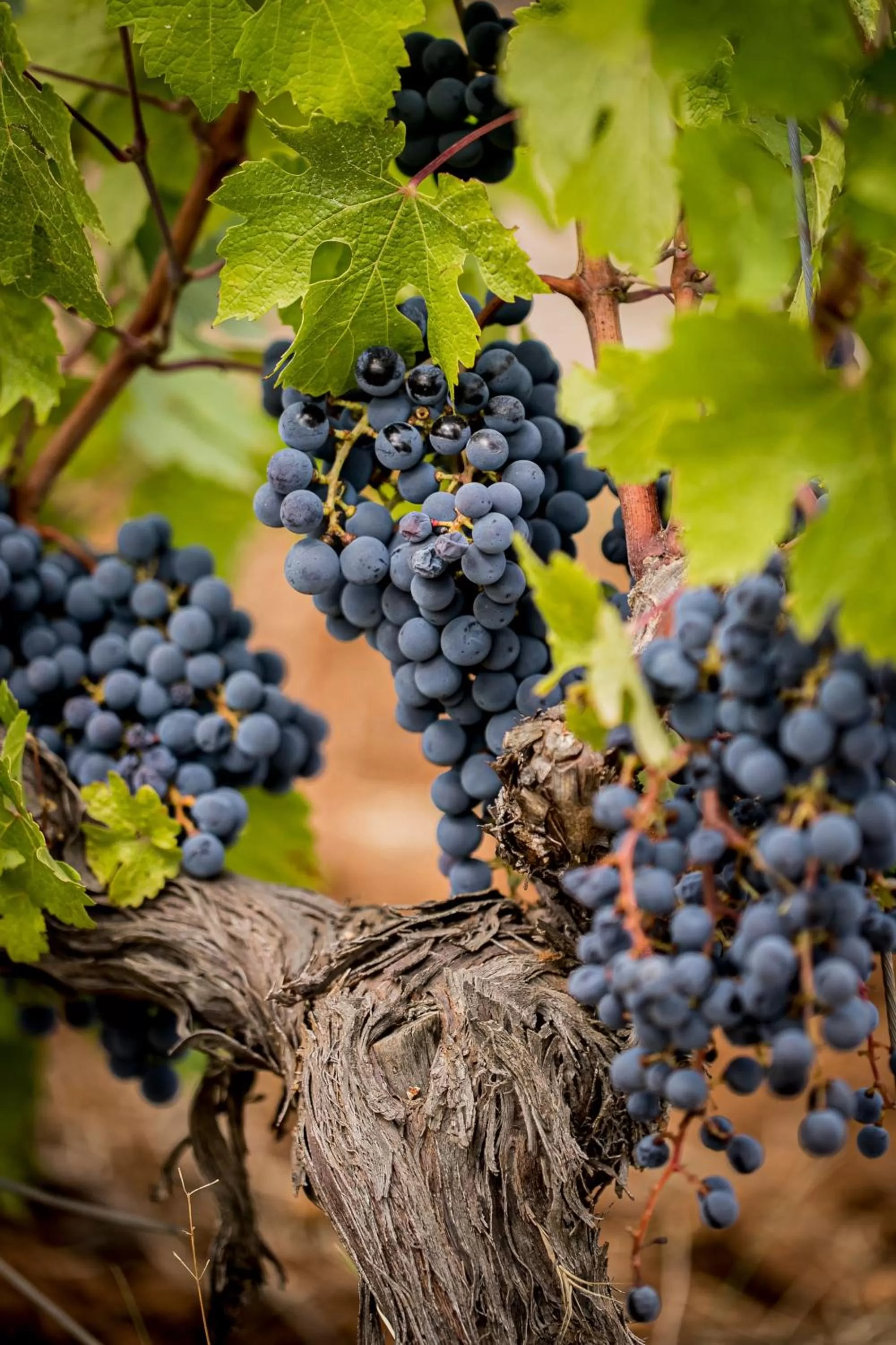 Garden view in Domaine Rabiega - Vineyard and Boutique hotel