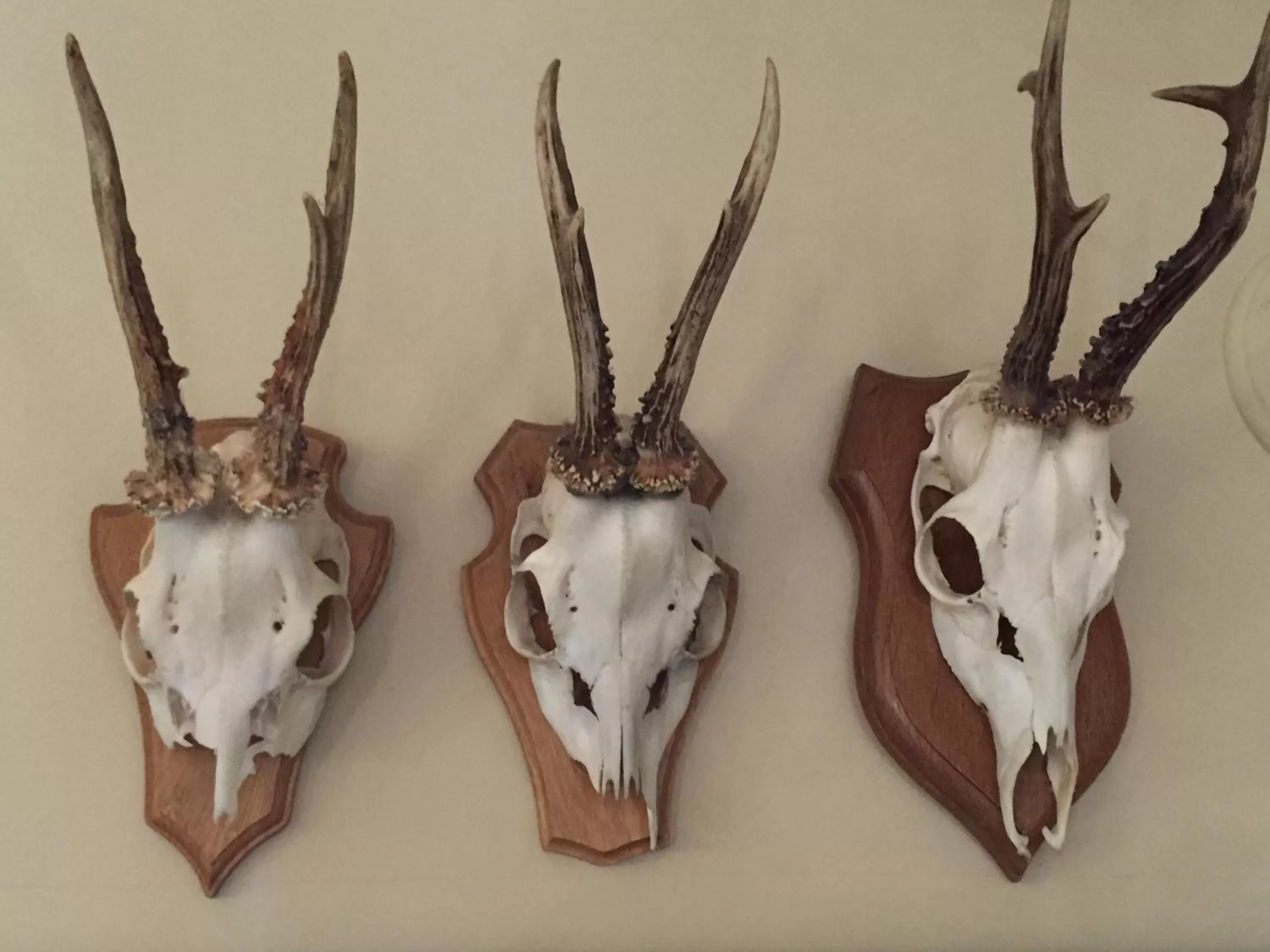 Decorative detail in Arthotel Restaurant Pfeffermühle