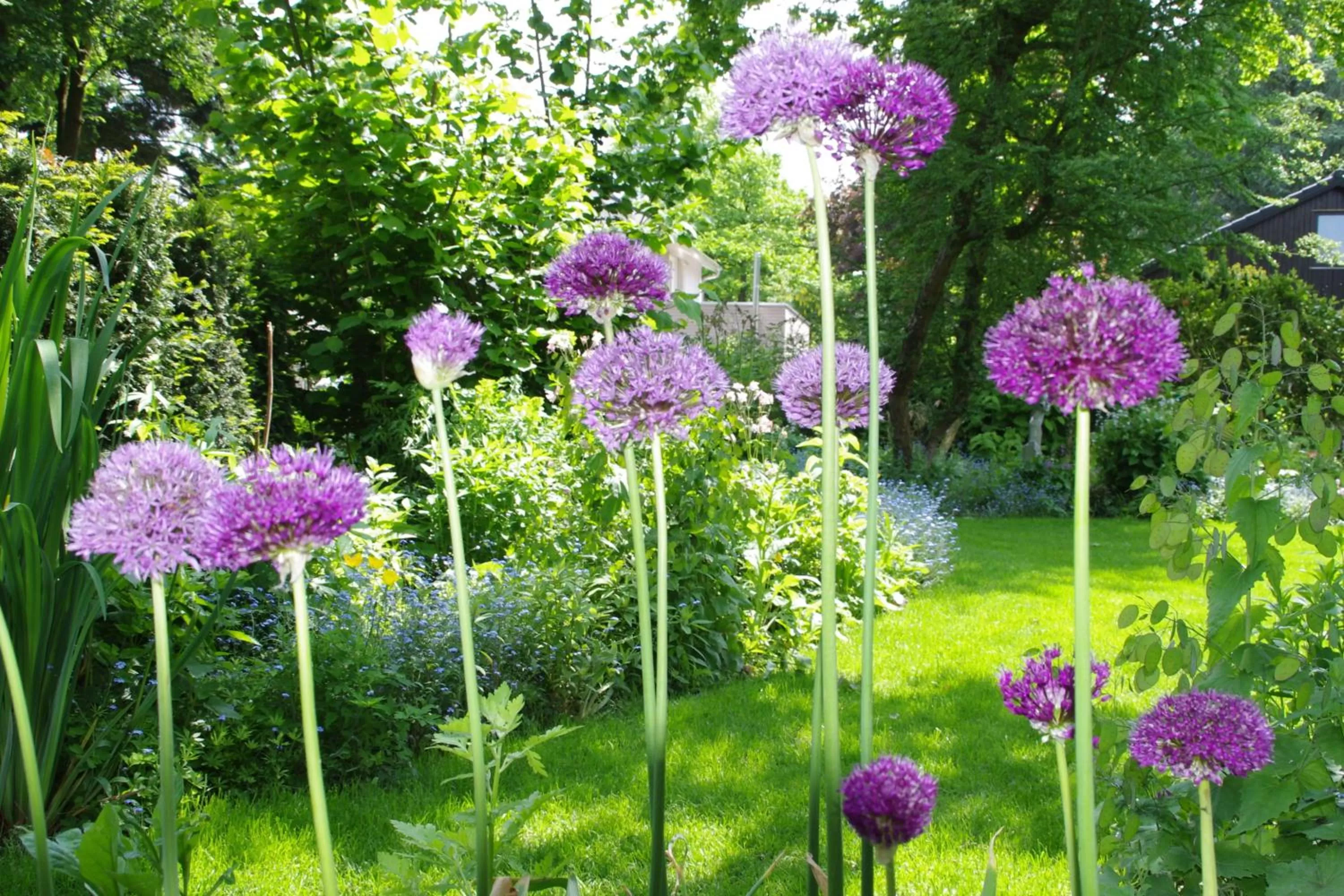 Summer, Garden in B&B De Slaperije