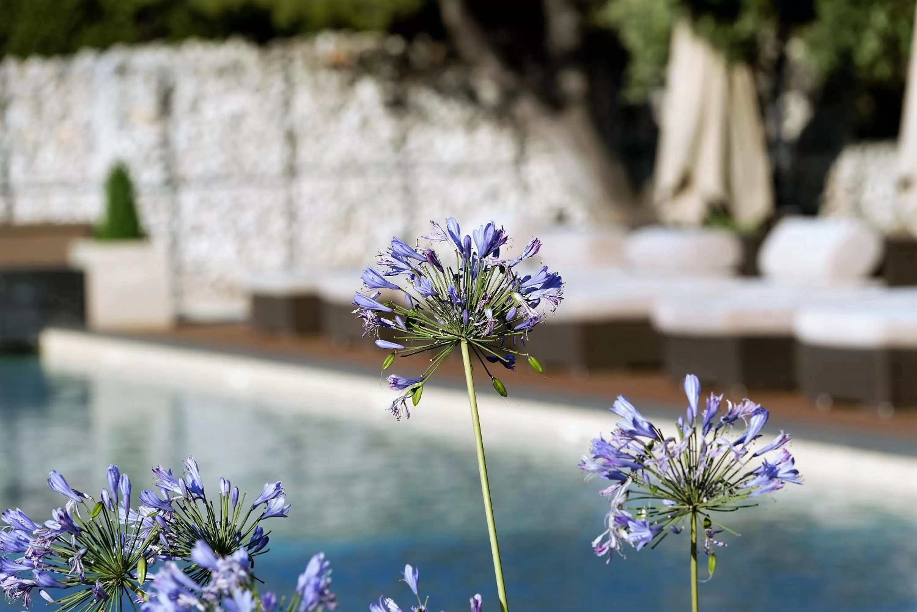 Garden in Domaine la Pierre Blanche