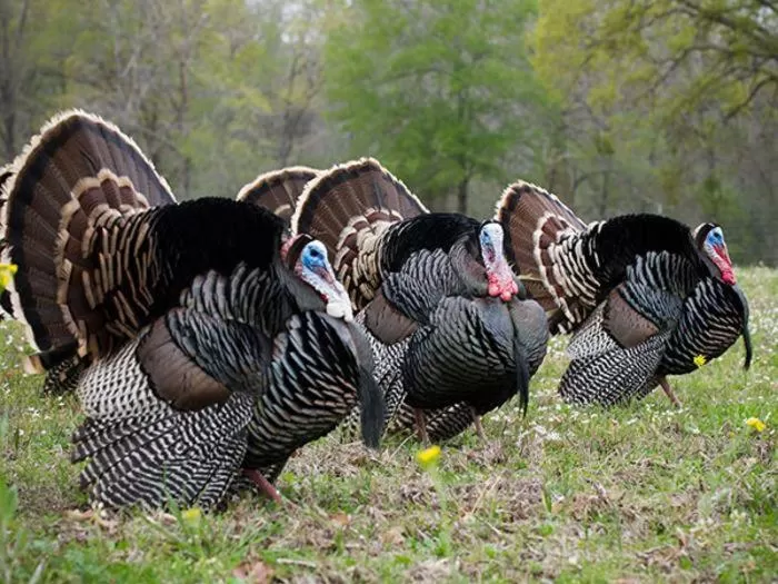 Etno selo Vile Jefimija, selo Preobrazenje, Vranje