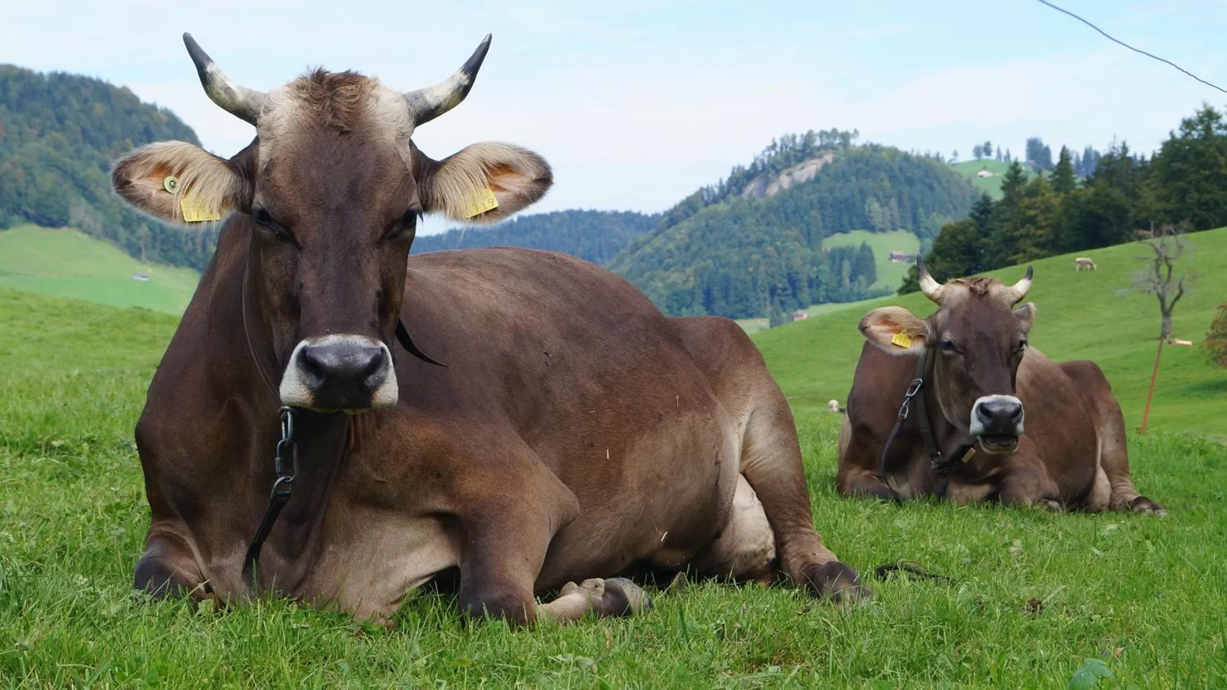 Animals, Other Animals in Gästehaus Aemisegg