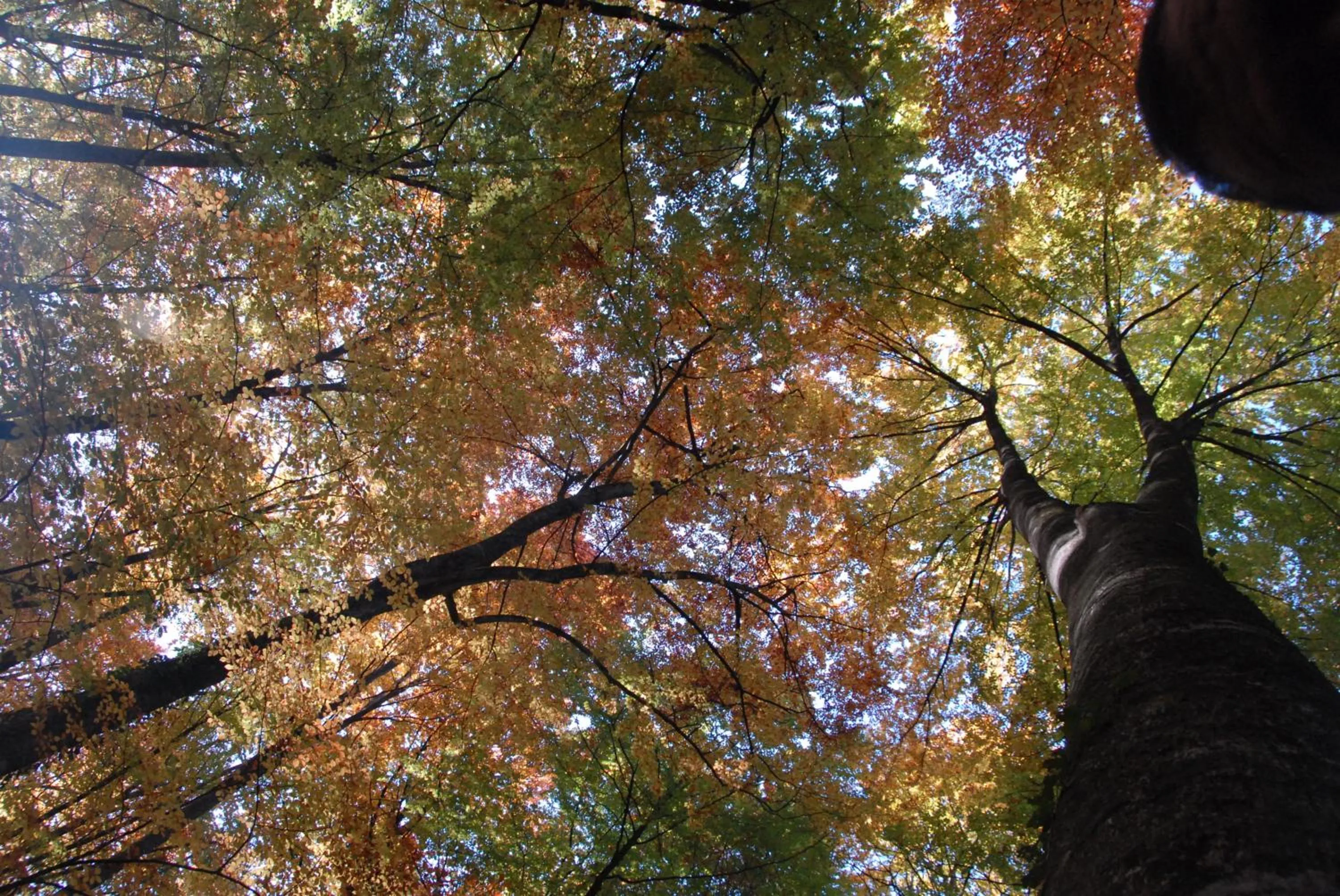 Activities in Hotel Cal Sastre