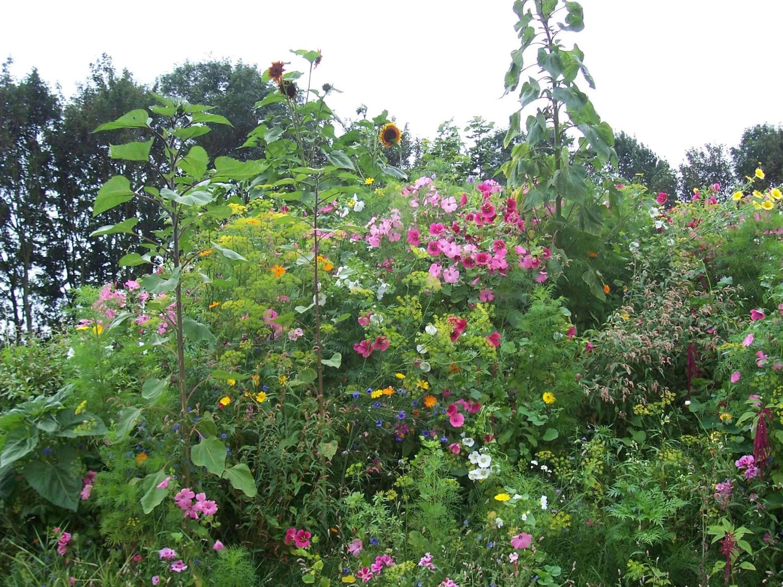 Natural landscape in De Sternhof