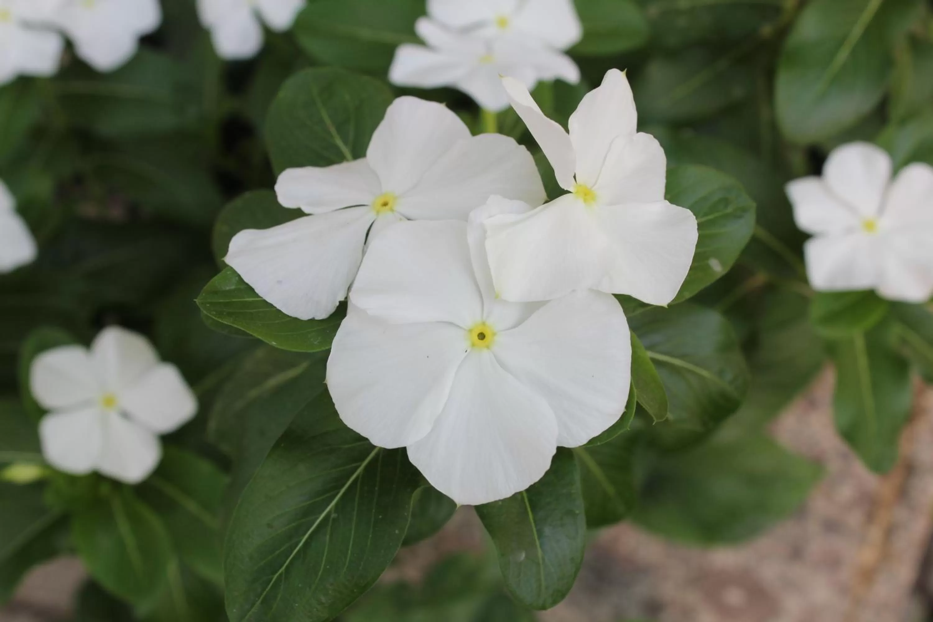 Garden in Armon Apart Hotel