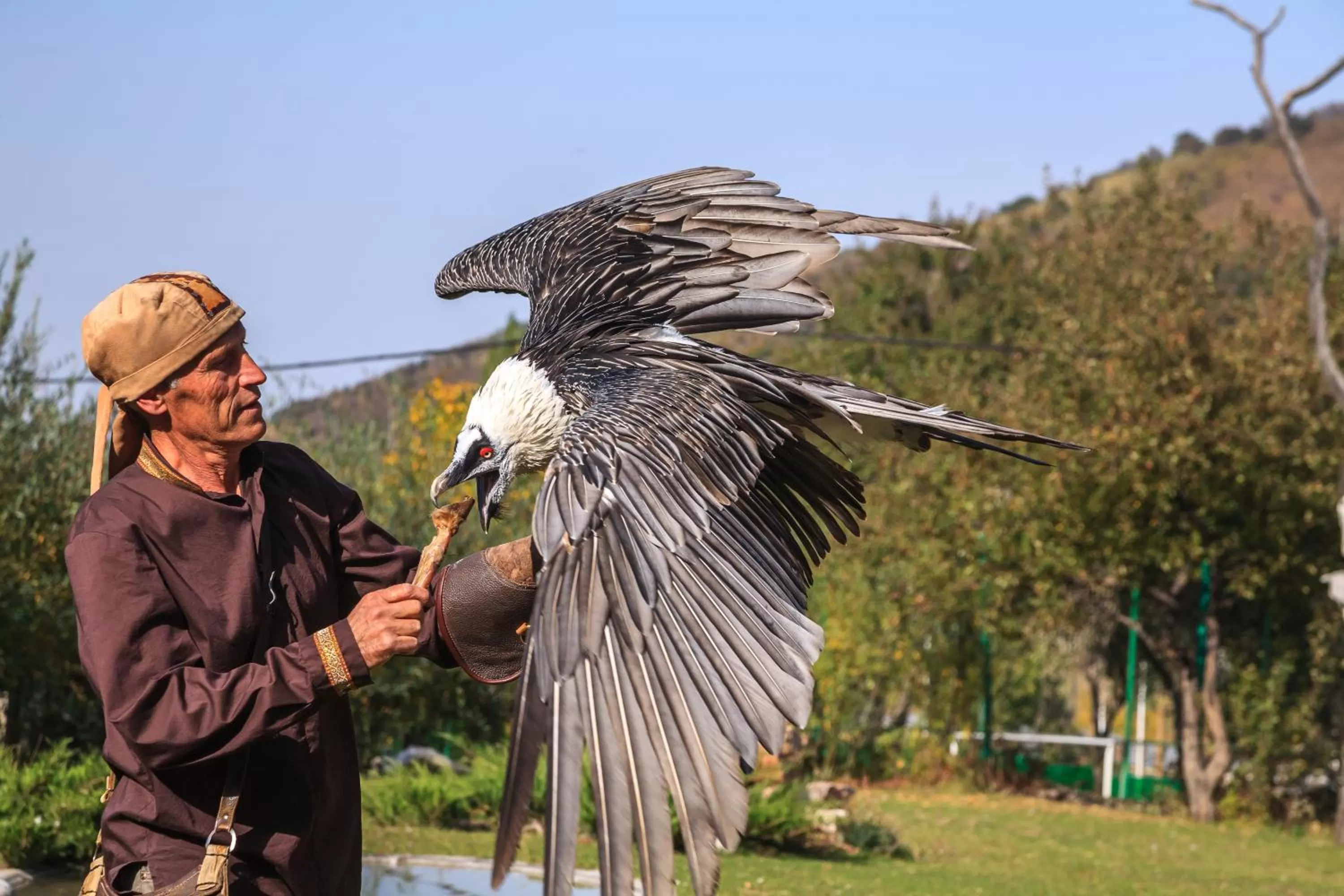 Animals, Other Animals in Sunkar Hotel