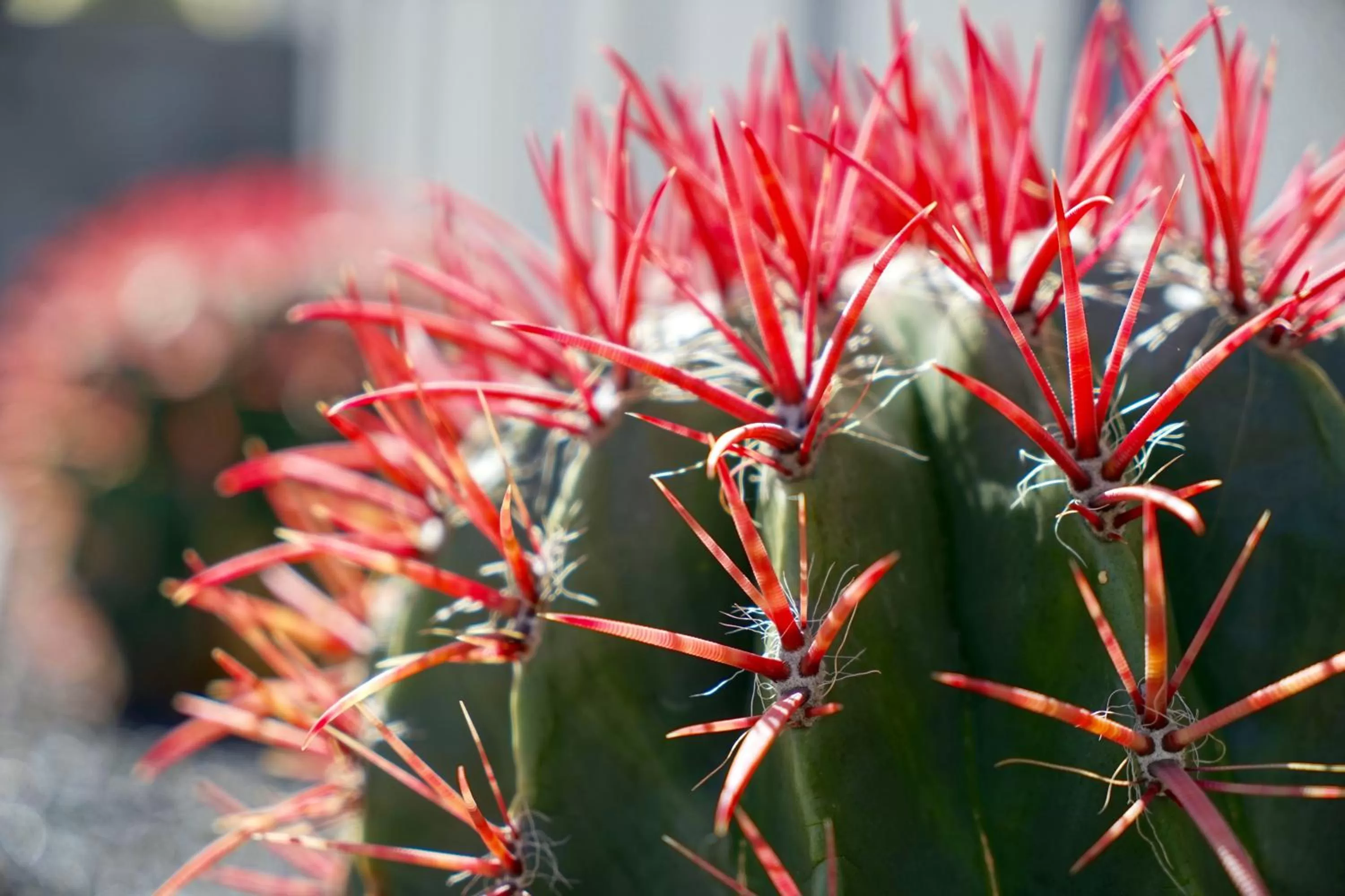 Garden in Plaza Azul