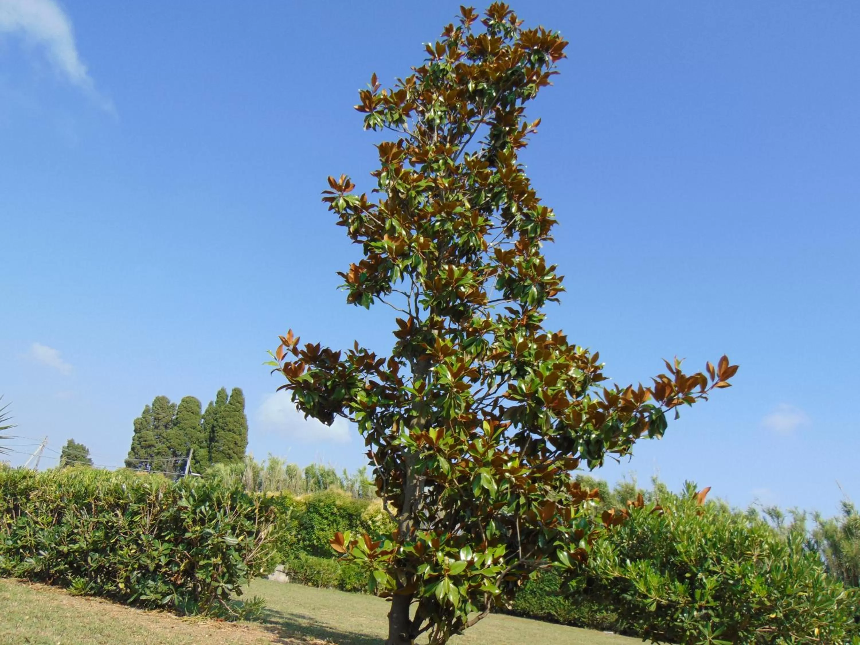 Garden in Villa Celeste B&B